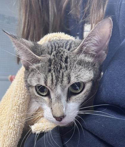 Chip, Adoptable, Adult Female Domestic Short Hair & Domestic Short Hair.