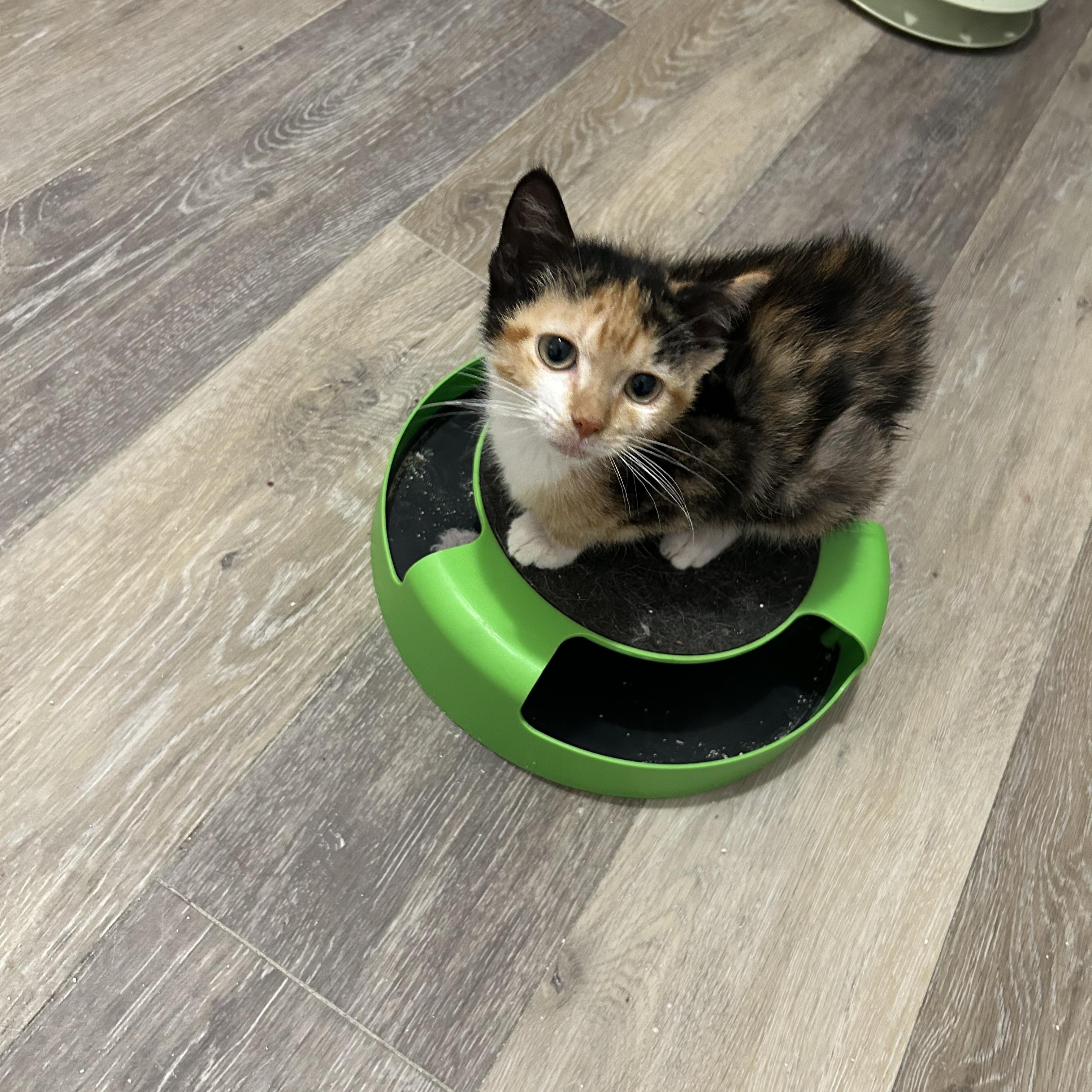 Poppet, Adopted, Kitten Female Tortoiseshell.