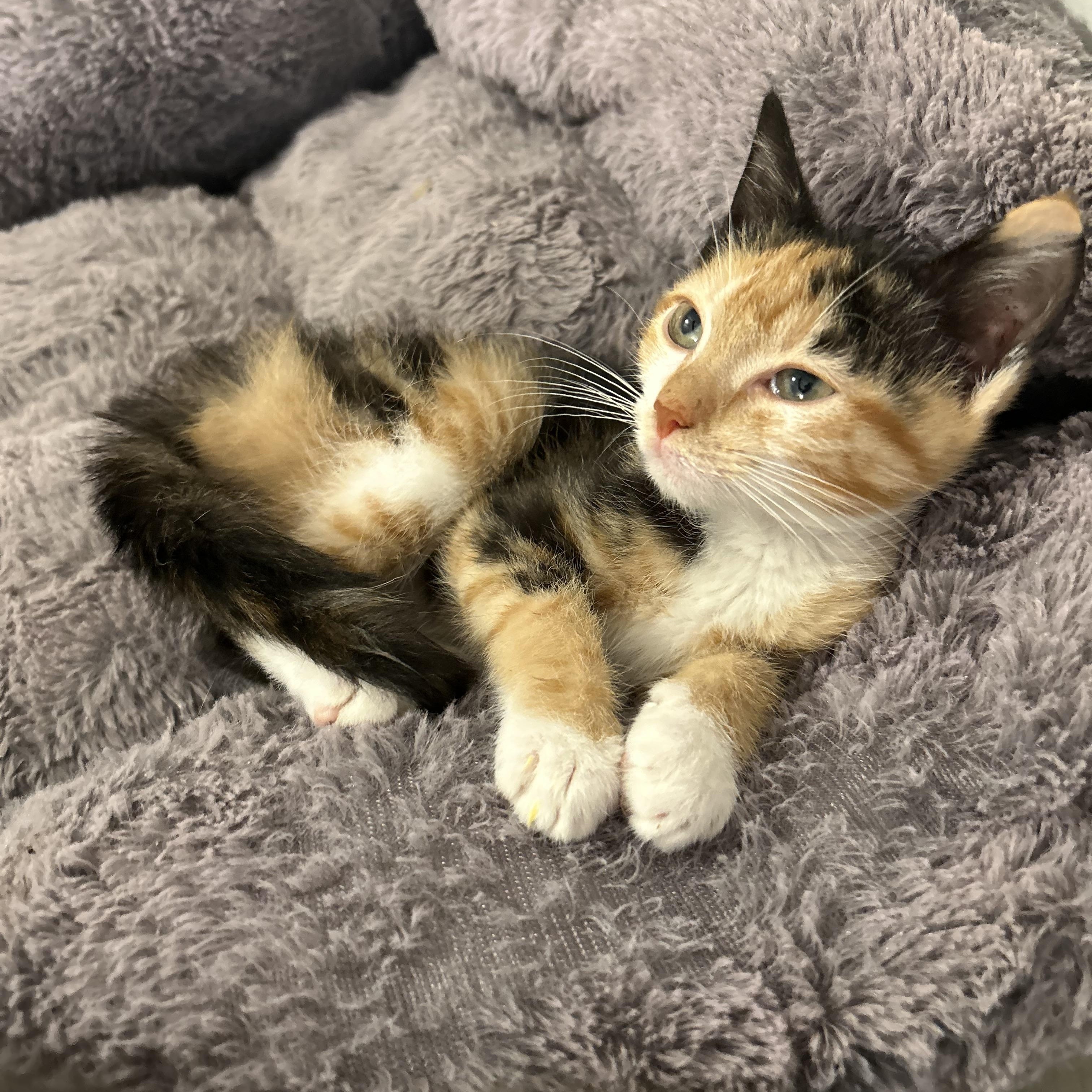 Poppet, a Adopted Tortoiseshell in Bridgeton, NC image 2/3