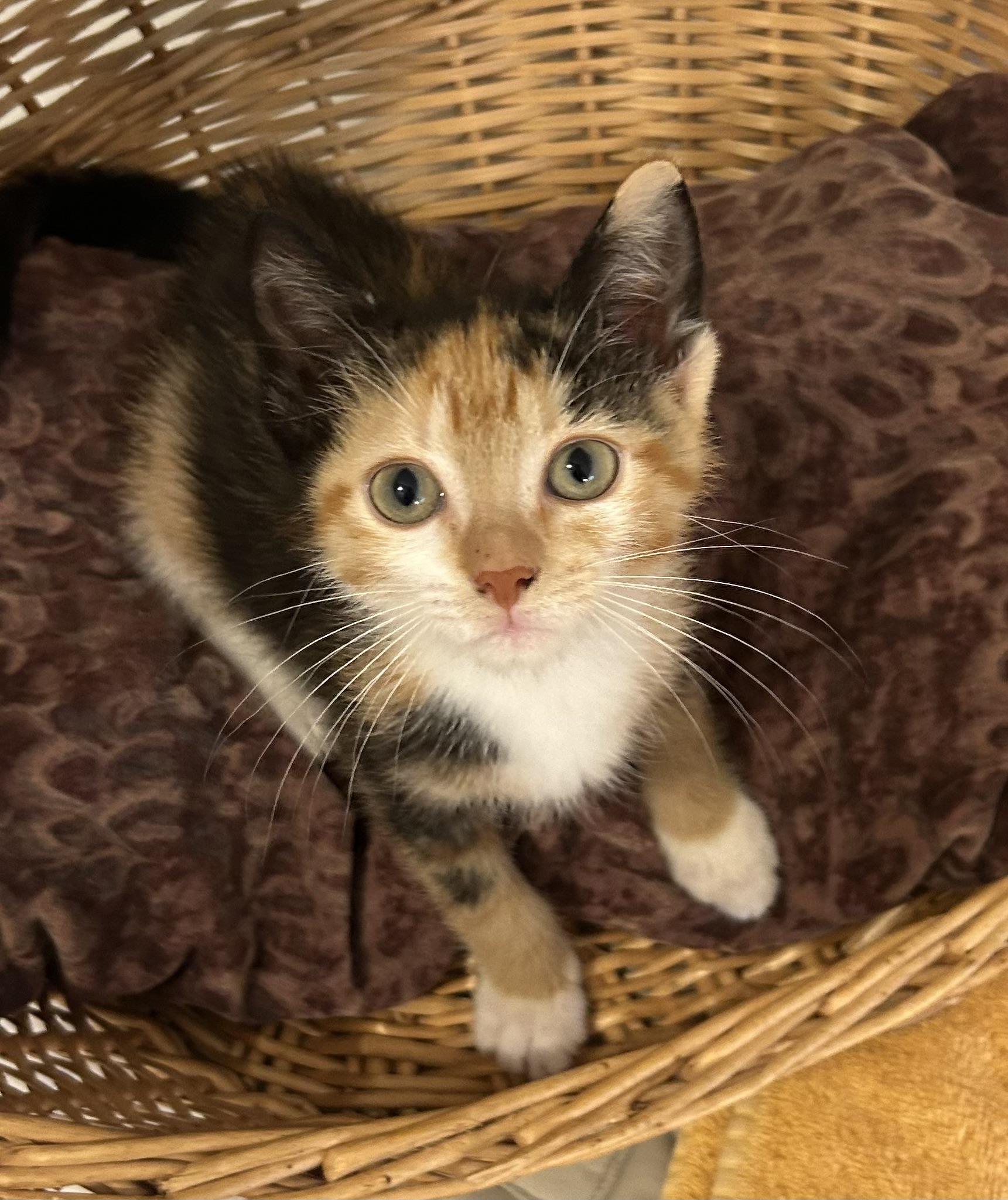 Poppet, a Adopted Tortoiseshell in Bridgeton, NC image 3/3