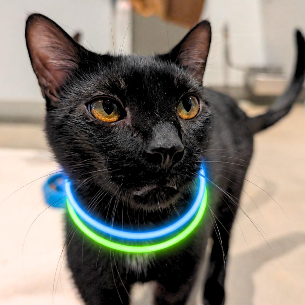 Tommy Lee Jones, a Adoptable Domestic Short Hair in Sarasota, FL image 4/6