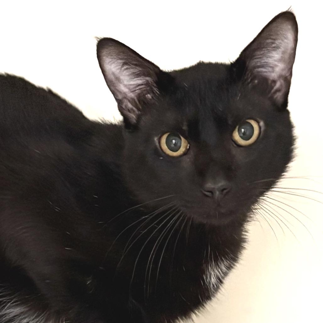 Tommy Lee Jones, a Adoptable Domestic Short Hair in Sarasota, FL image 5/6