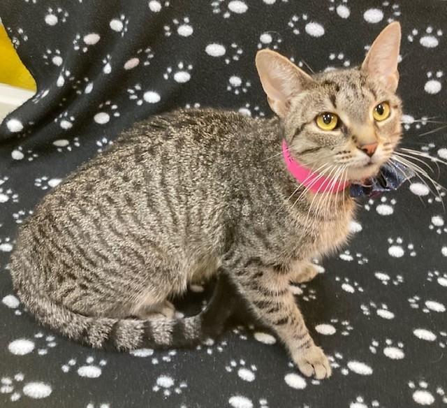 PASTEL, Adoptable, Adult Female Domestic Short Hair.