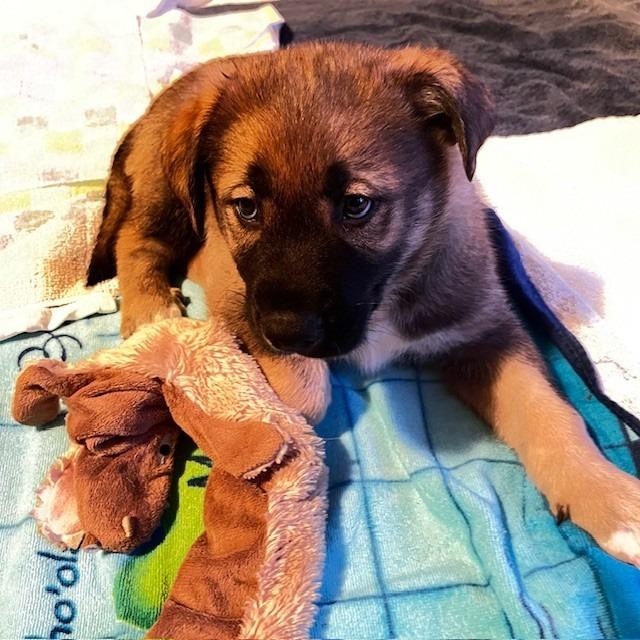 Enlarge Hans, a Adoptable Mixed Breed in Calgary, AB image 2/2