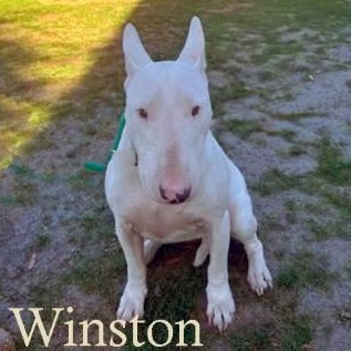 Winston