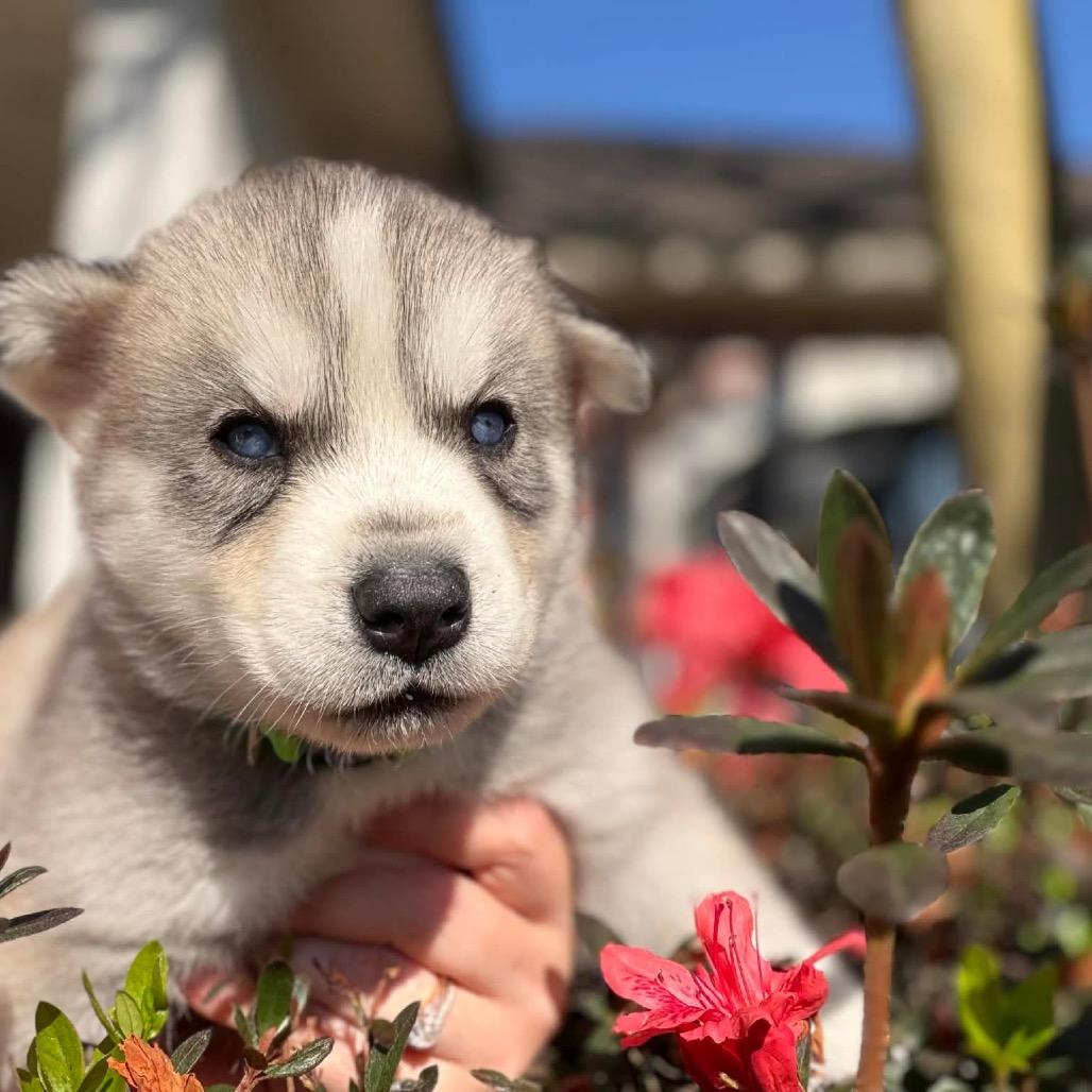 Enlarge Thumnus, a Adoptable Siberian Husky in Baton Rouge, LA image 1/2