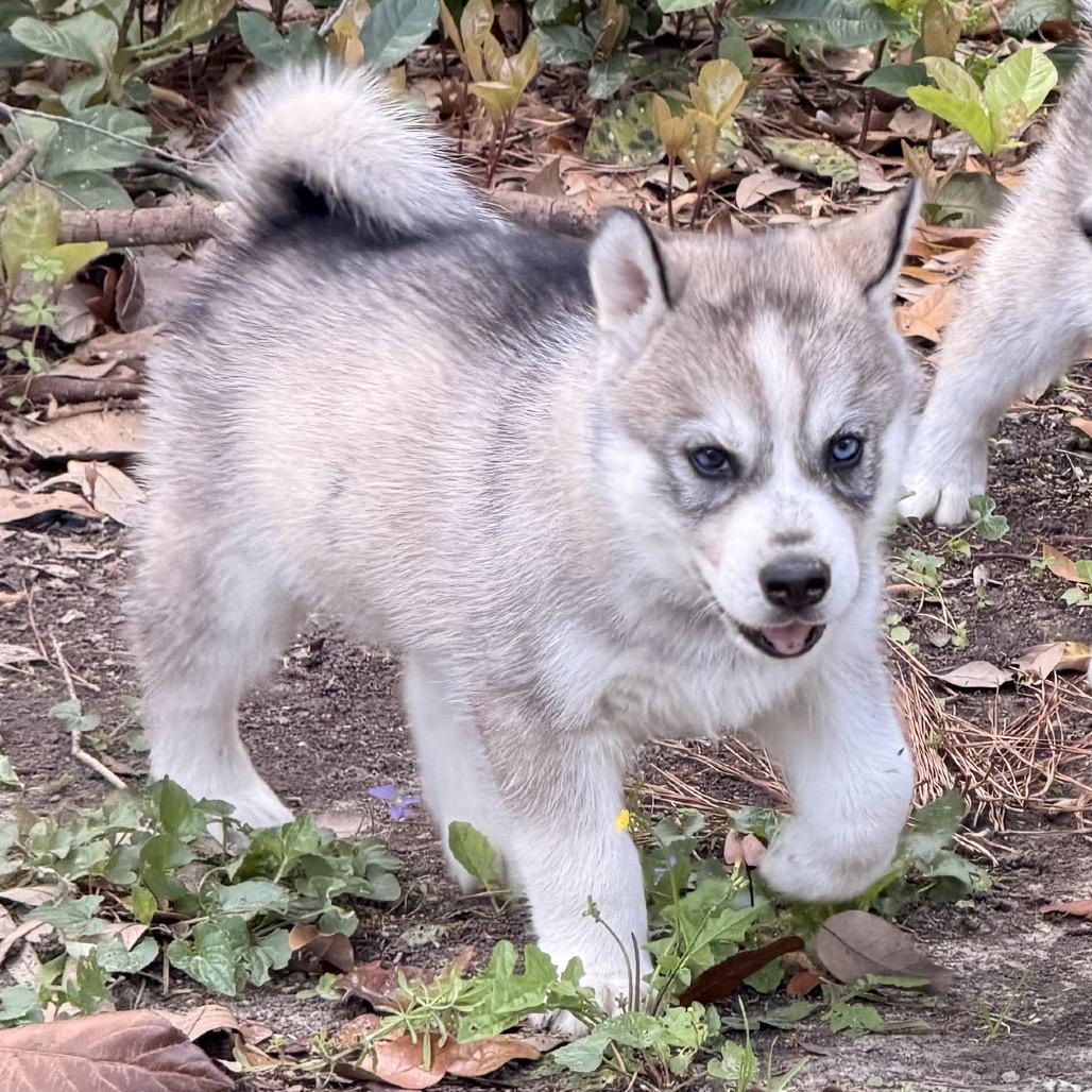 Enlarge Thumnus, a Adoptable Siberian Husky in Baton Rouge, LA image 2/2