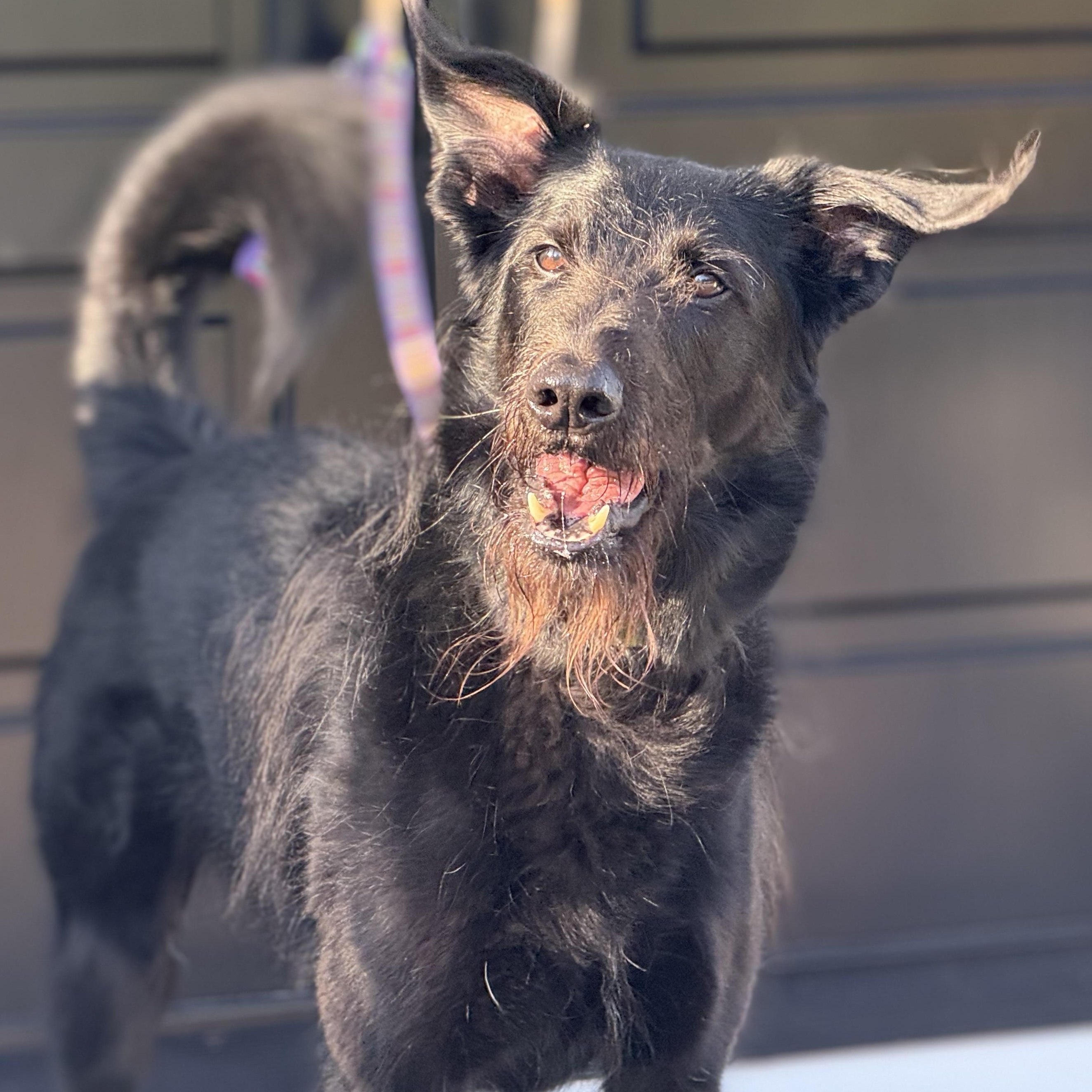 Scout, a Adoptable mixed breed in Mendham, NJ image 2/6