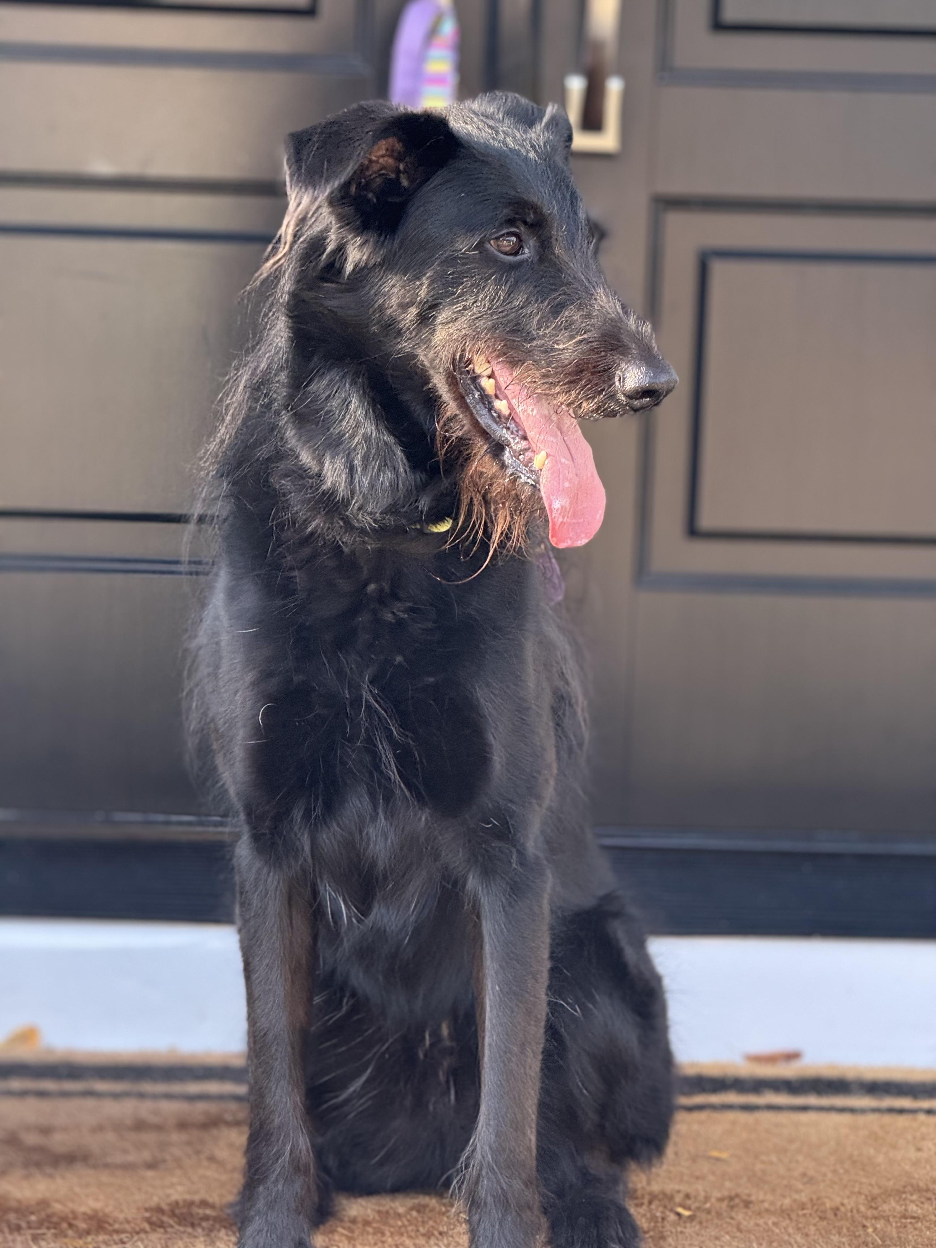 Scout, a Adoptable mixed breed in Mendham, NJ image 3/6