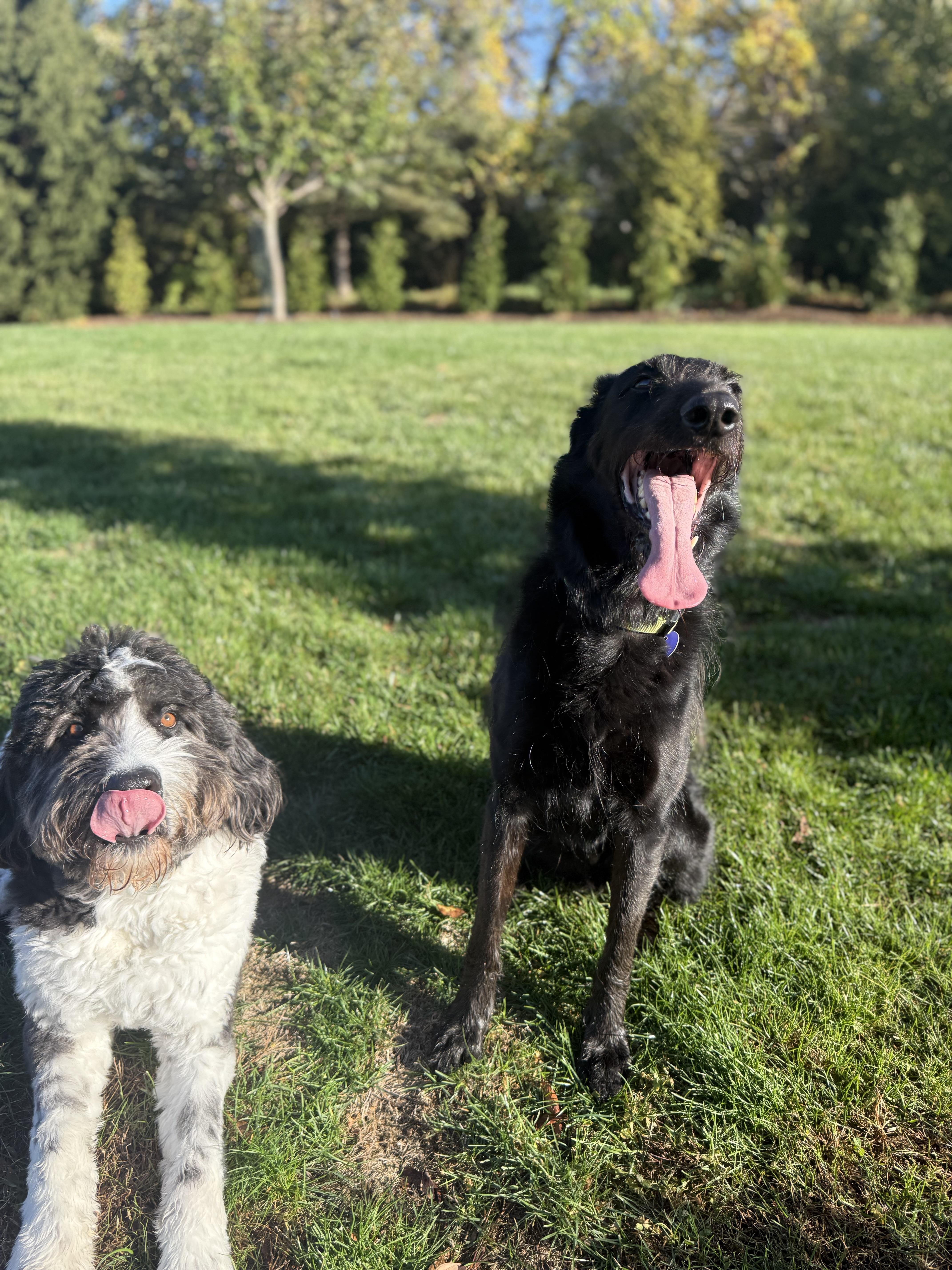 Scout, a Adoptable mixed breed in Mendham, NJ image 4/6