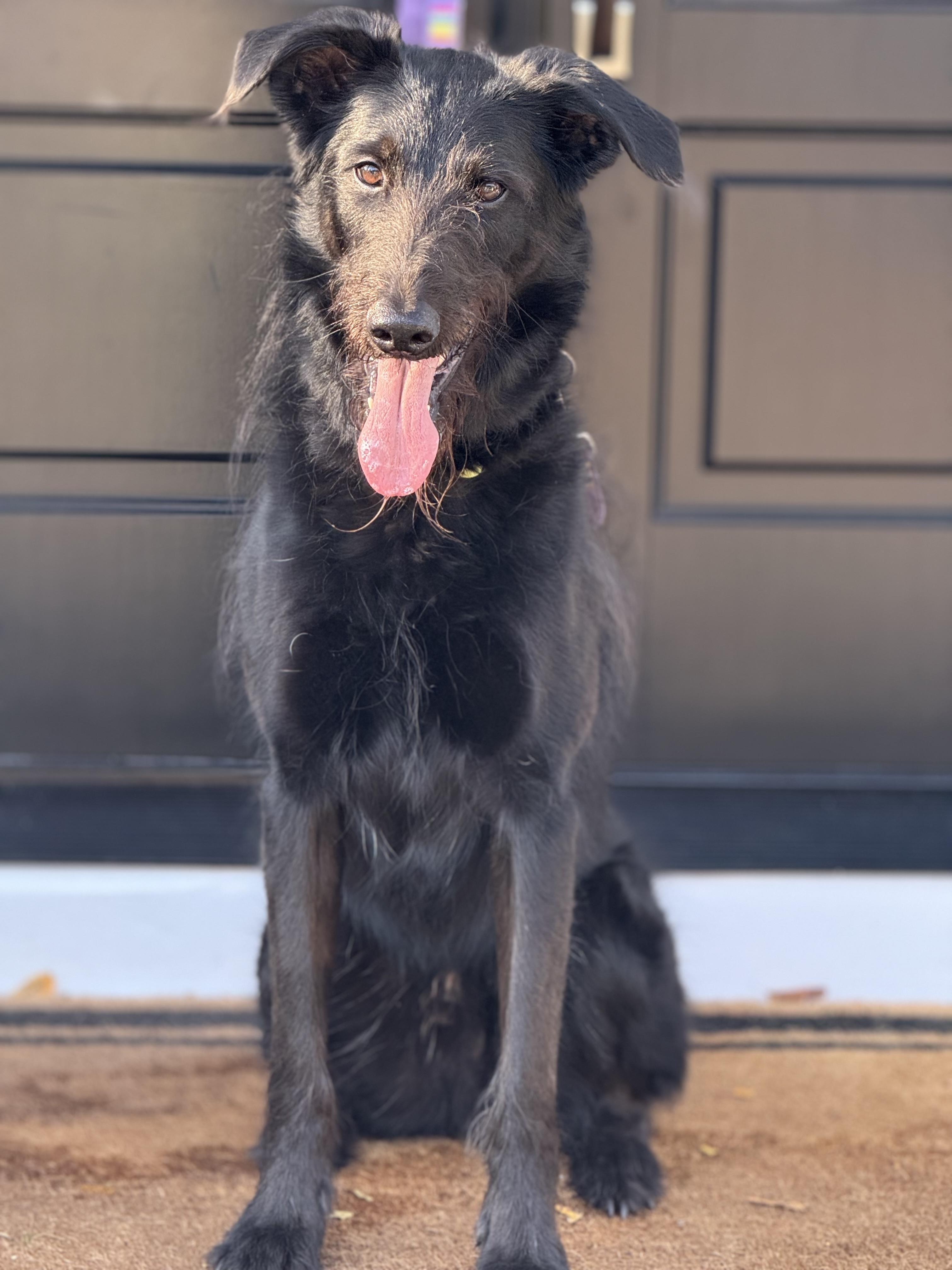 Scout, a Adoptable mixed breed in Mendham, NJ image 5/6