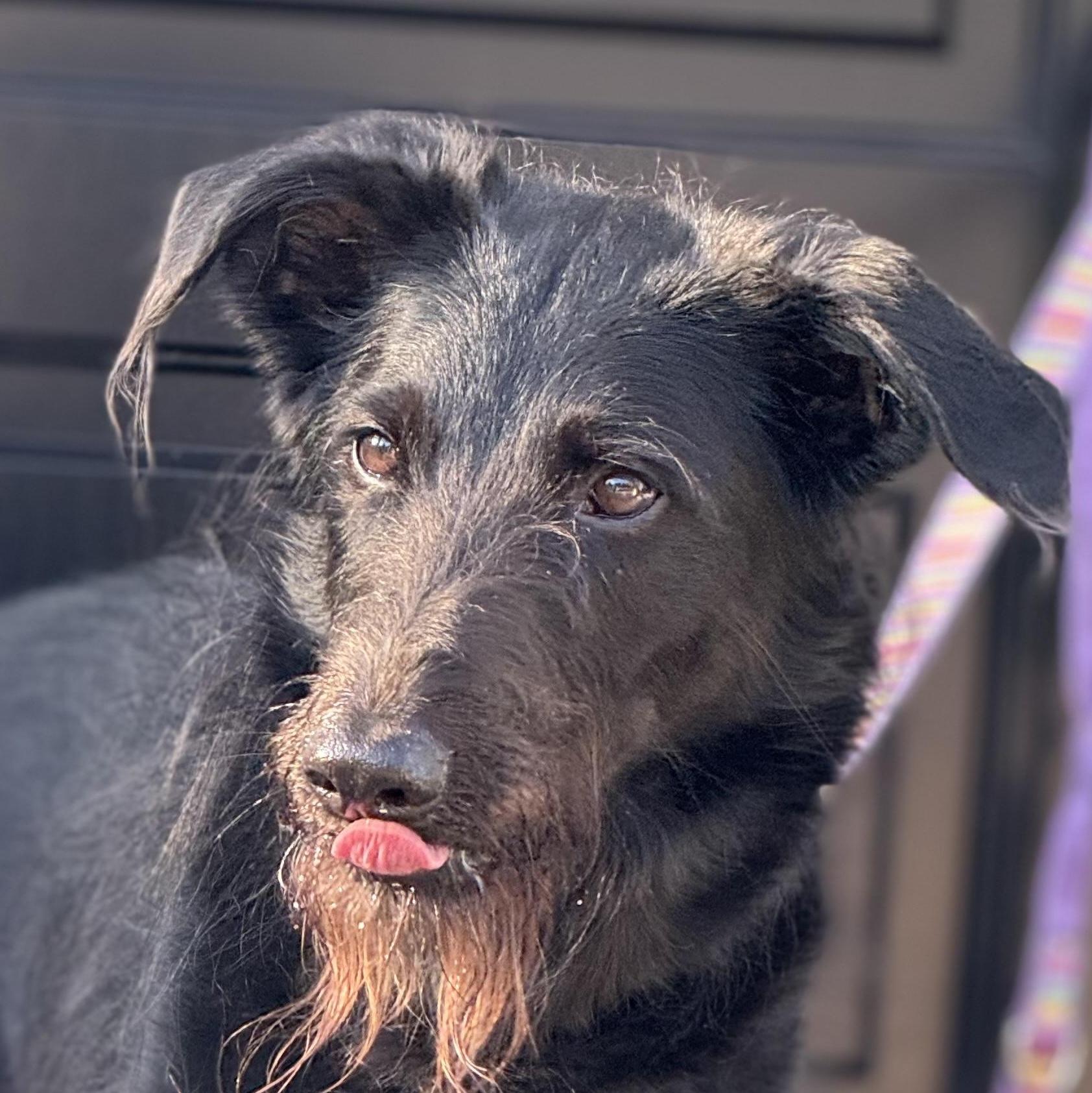 Scout, Adoptable, Adult Male Labradoodle & Shepherd.