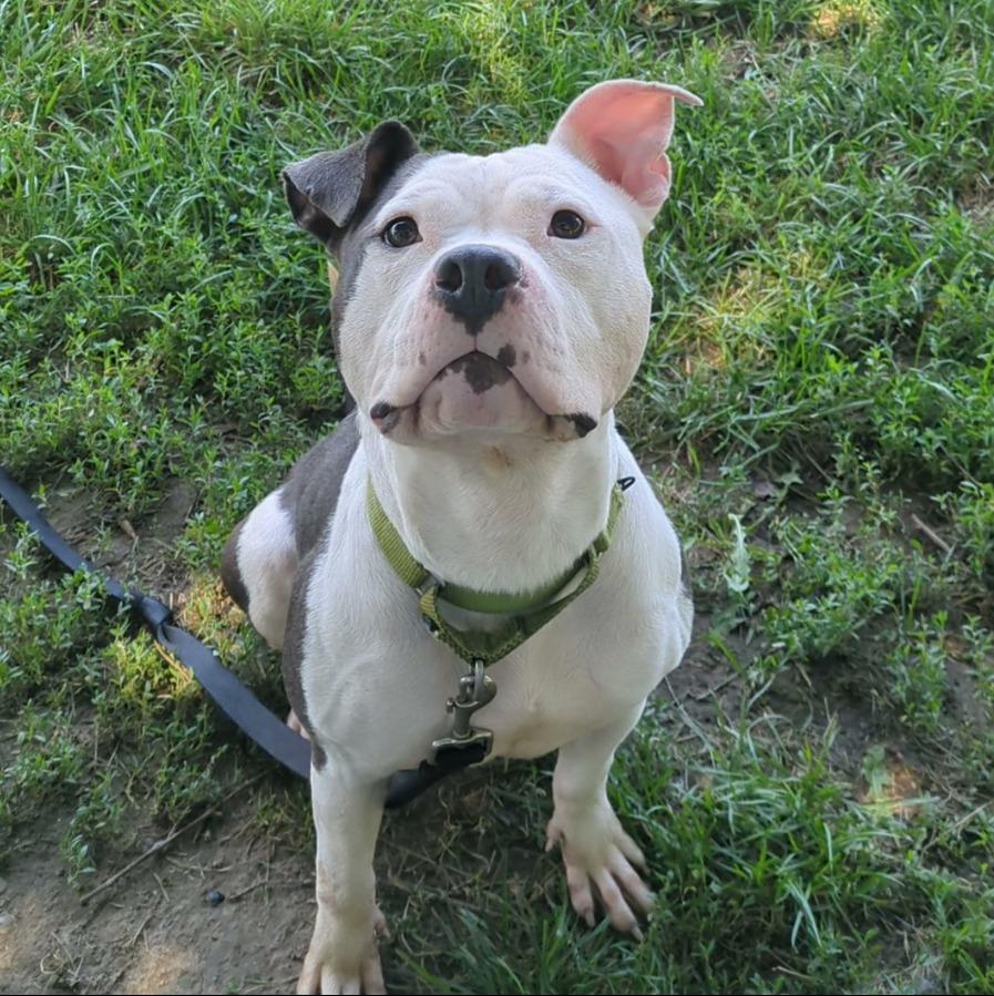 Enlarge Flora-Sponsored, a Adoptable Pit Bull Terrier in Richmond, IN image 1/3
