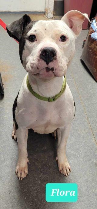 Enlarge Flora-Sponsored, a Adoptable Pit Bull Terrier in Richmond, IN image 2/3