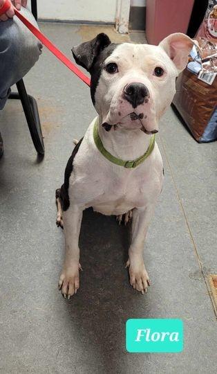 Enlarge Flora-Sponsored, a Adoptable Pit Bull Terrier in Richmond, IN image 3/3