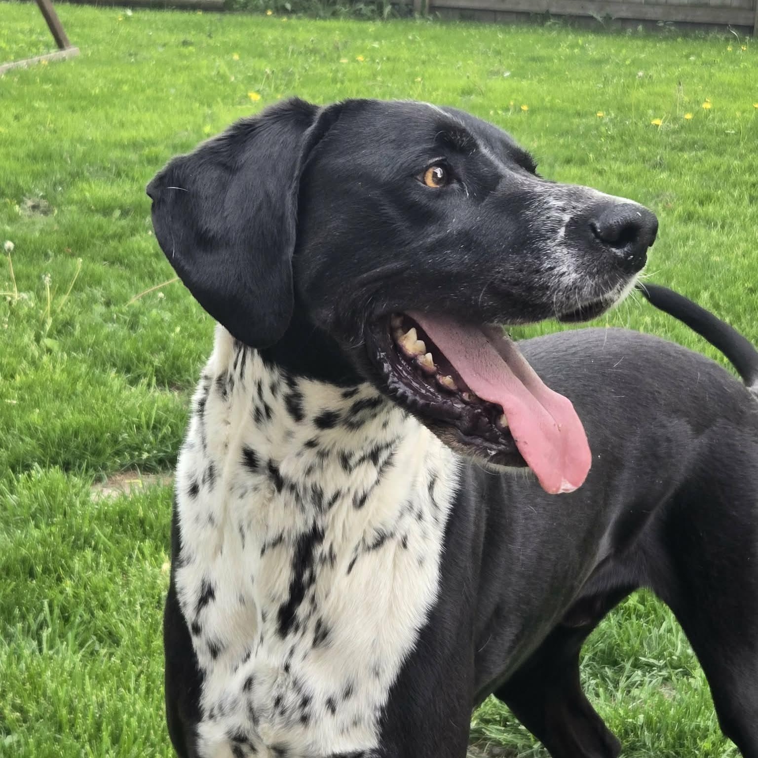 Duke Courtesy Listed, a ADOPTABLE mixed breed in Midland, MI image 1/6