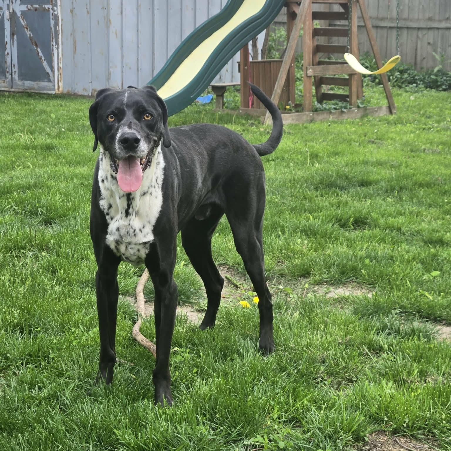 Duke Courtesy Listed, a ADOPTABLE mixed breed in Midland, MI image 4/6