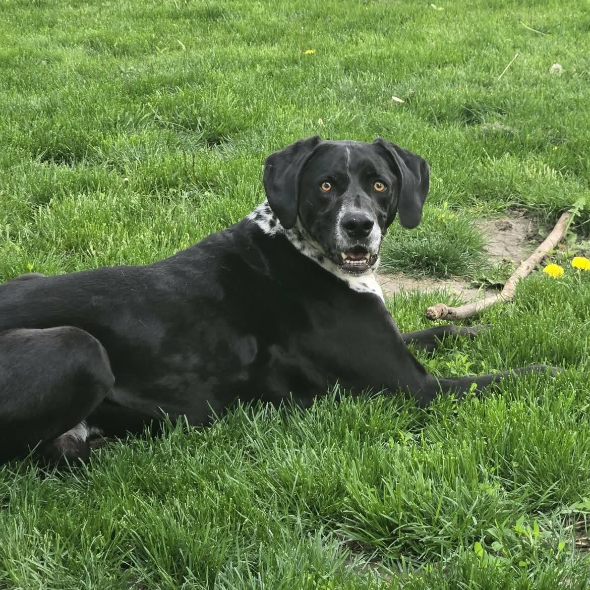 Duke Courtesy Listed, a ADOPTABLE mixed breed in Midland, MI image 3/6