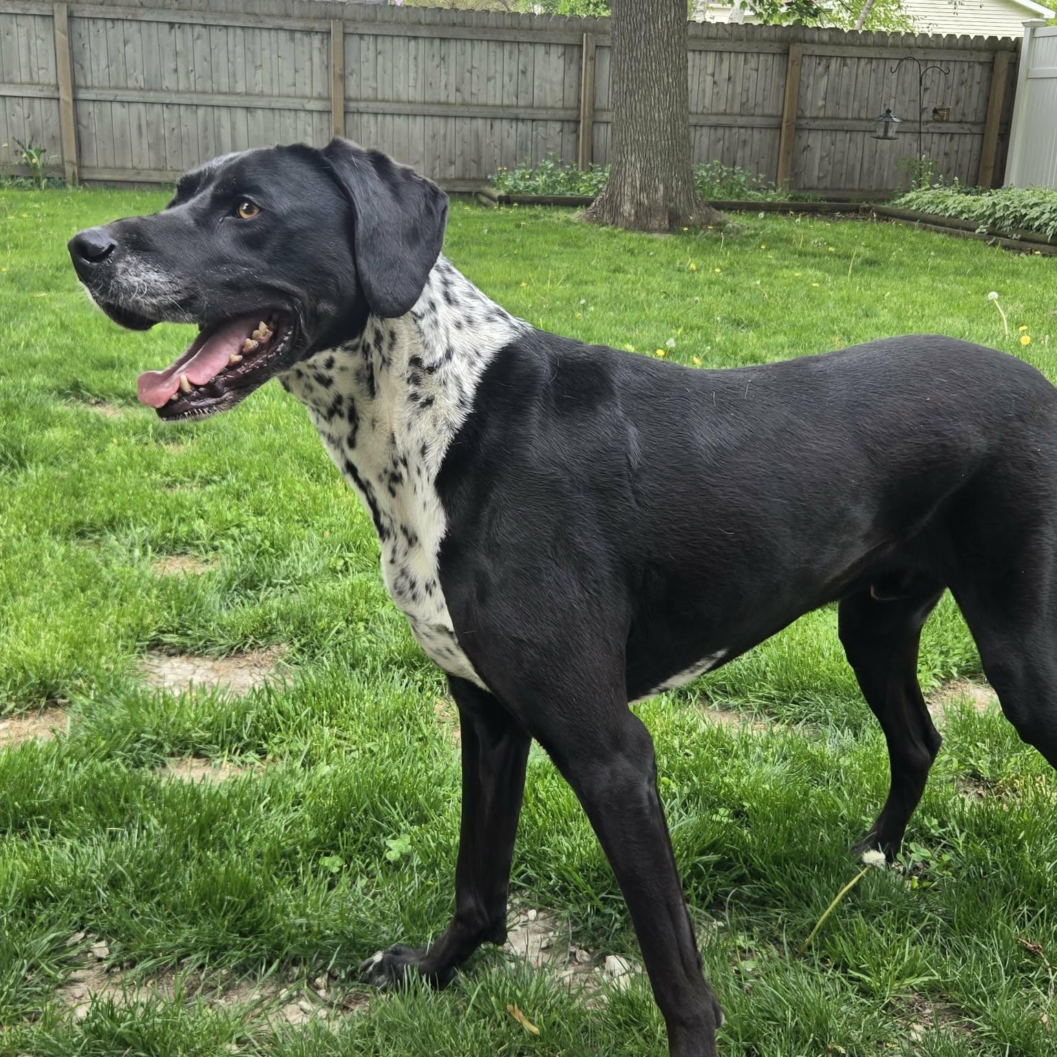 Duke Courtesy Listed, a ADOPTABLE mixed breed in Midland, MI image 2/6