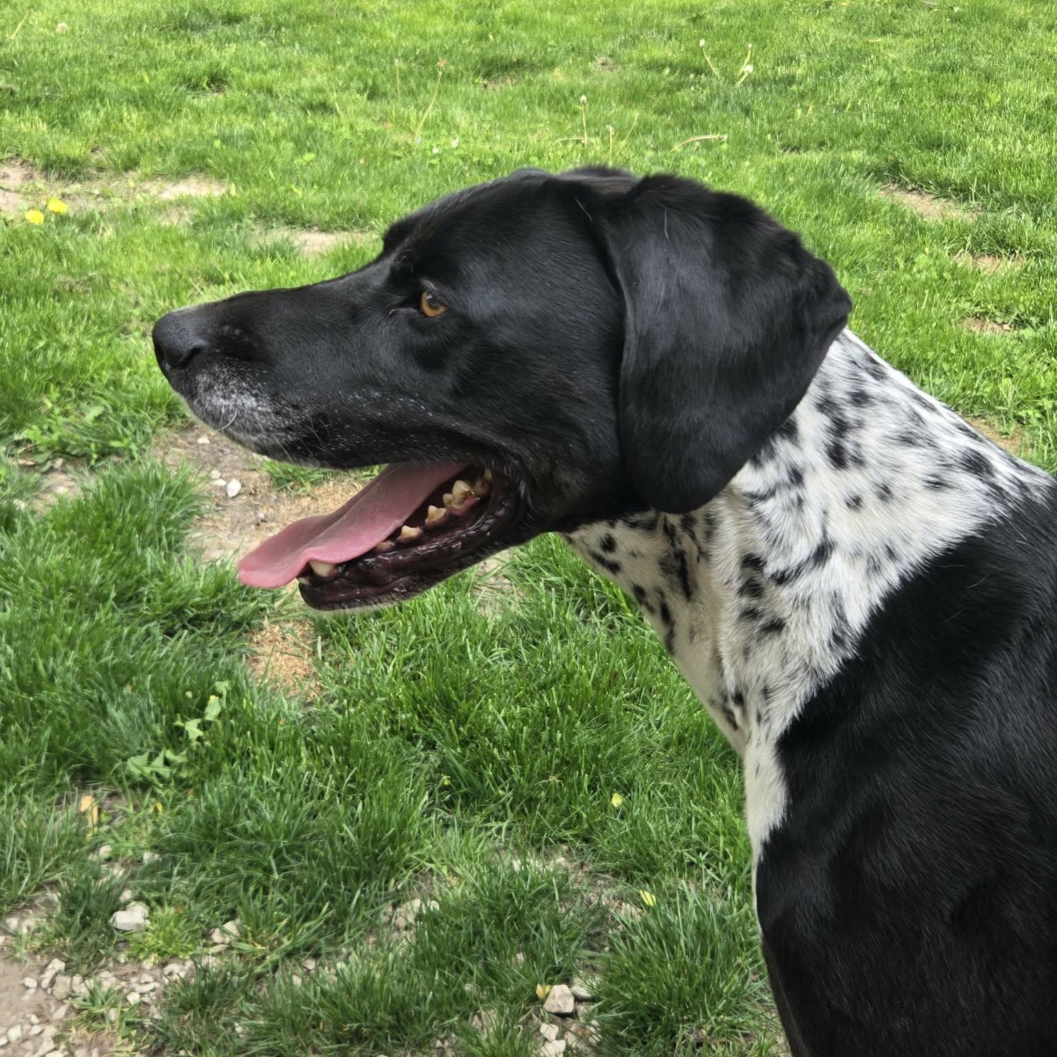 Duke Courtesy Listed, a ADOPTABLE mixed breed in Midland, MI image 5/6