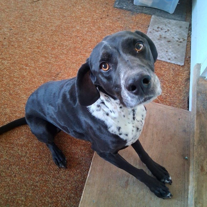 Duke Courtesy Listed, a ADOPTABLE mixed breed in Midland, MI image 6/6