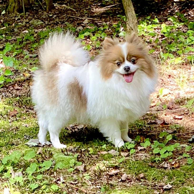 Reba, Adopted, Adult Female Pomeranian.