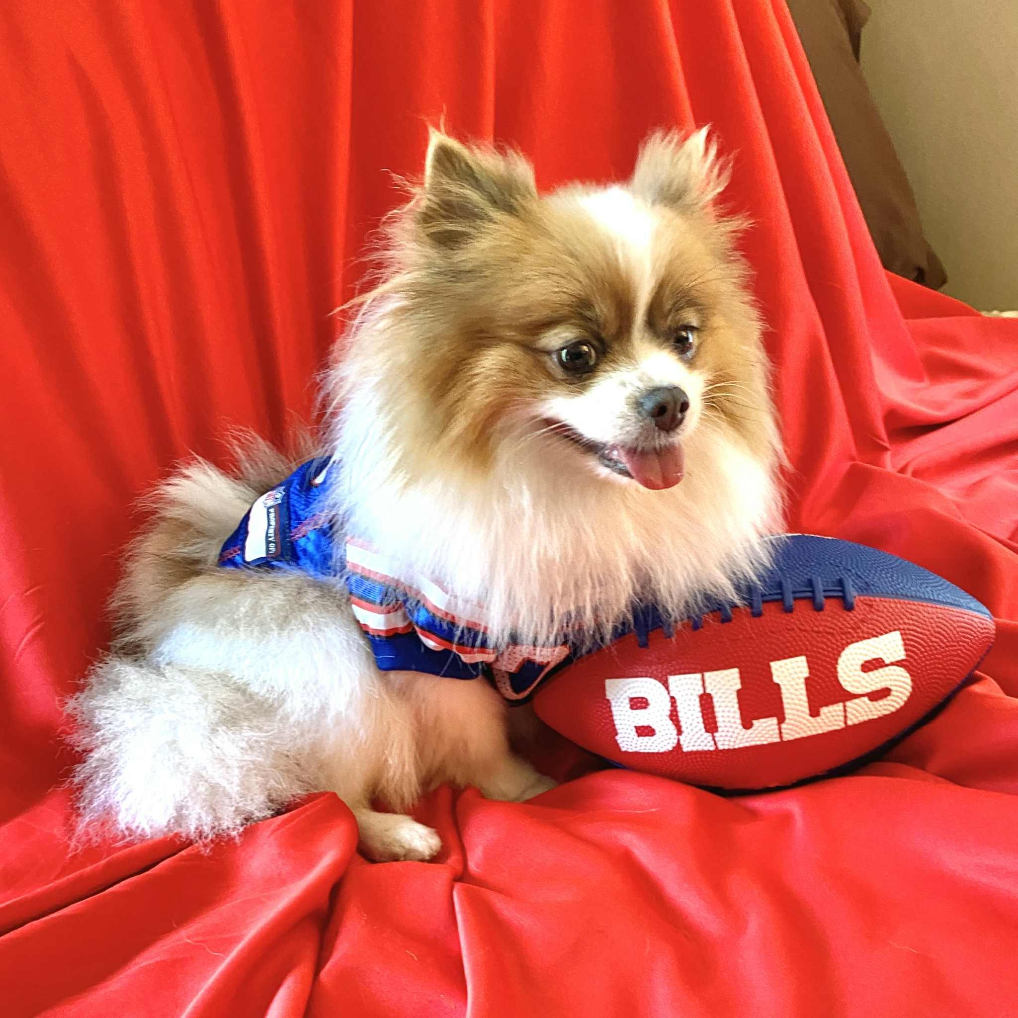 Reba, a Adopted Pomeranian in North Collins, NY image 2/2