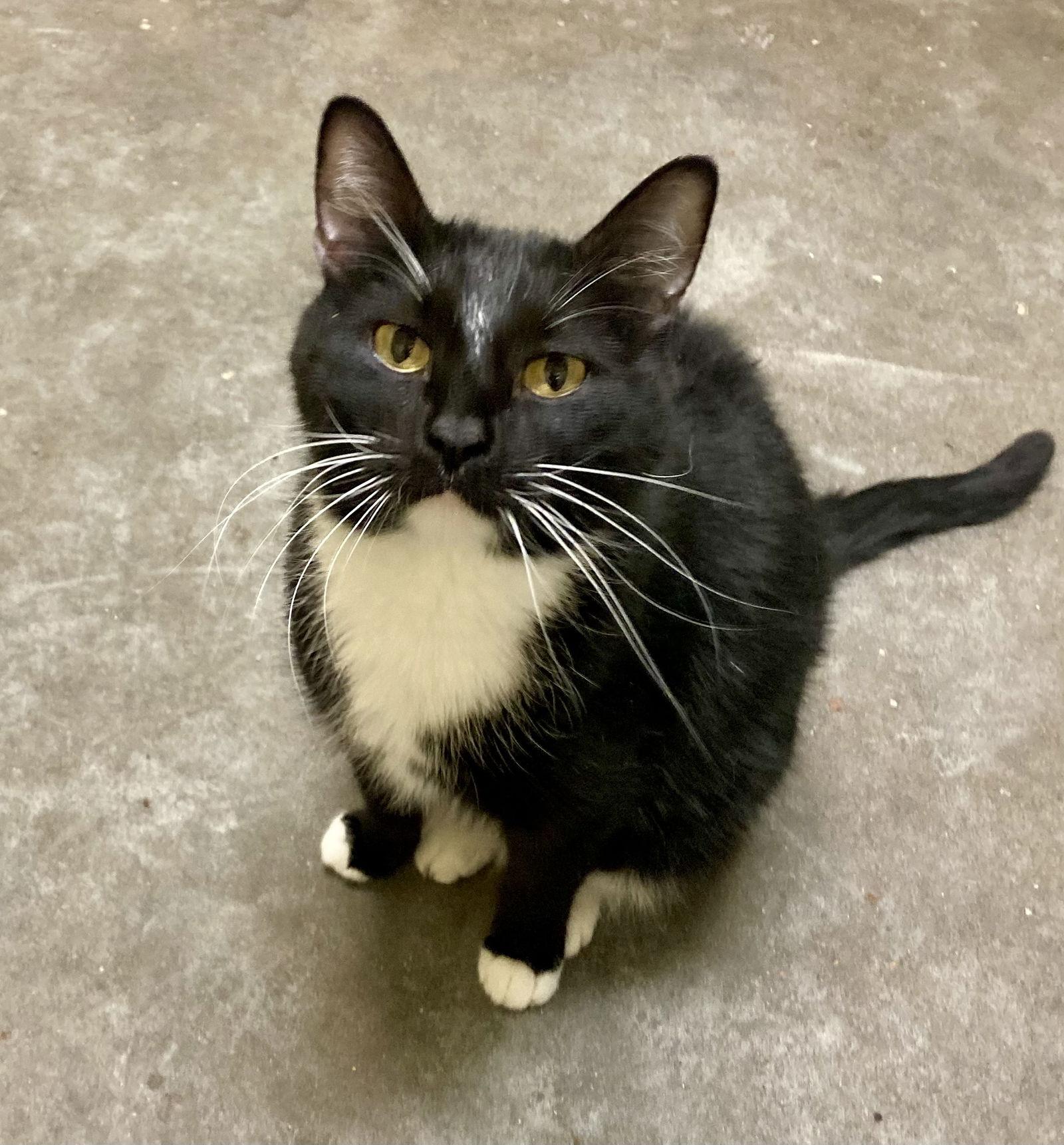 Enlarge Cole (Tux 2), a Adoptable mixed breed in Jackson, MS image 1/2