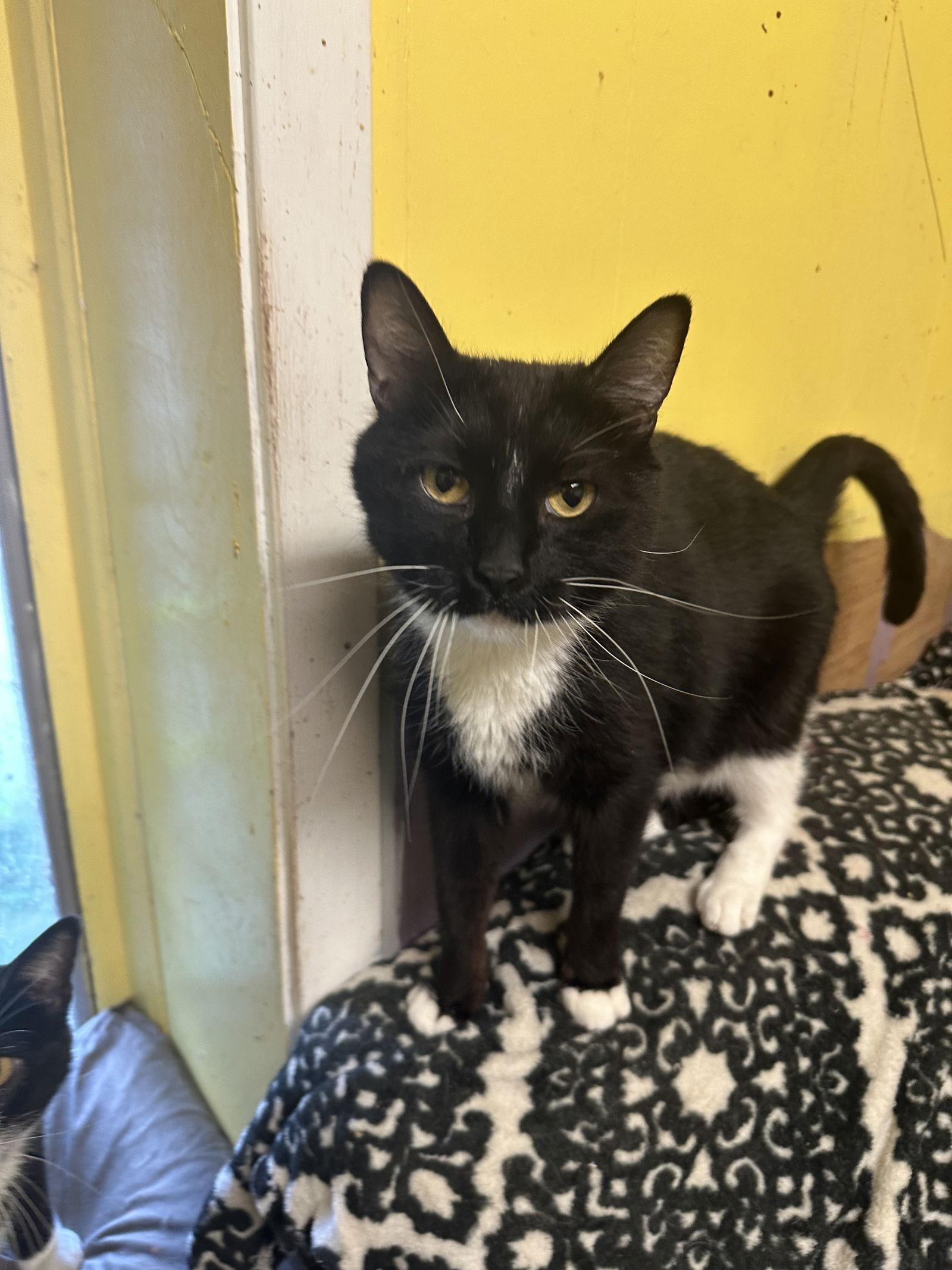 Enlarge Cole (Tux 2), a Adoptable mixed breed in Jackson, MS image 2/2