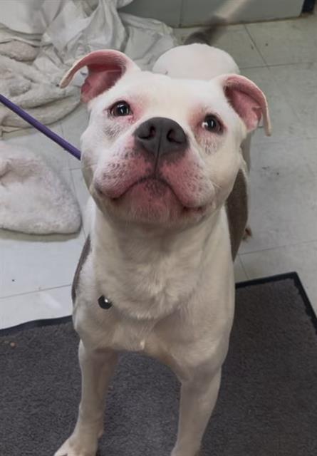 Enlarge THOR, a Adoptable mixed breed in Chester, SC image 1/1