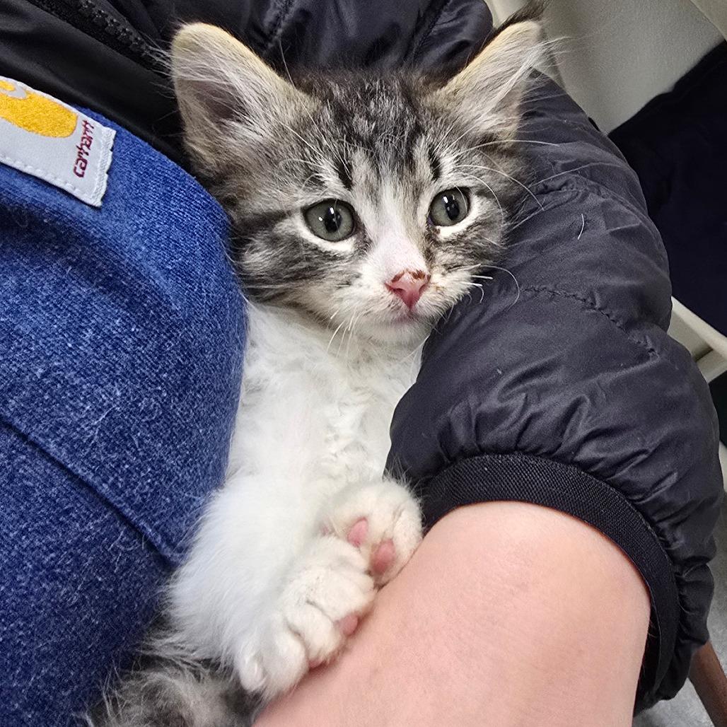 Haystack, Adoptable, Kitten Female Domestic Short Hair.