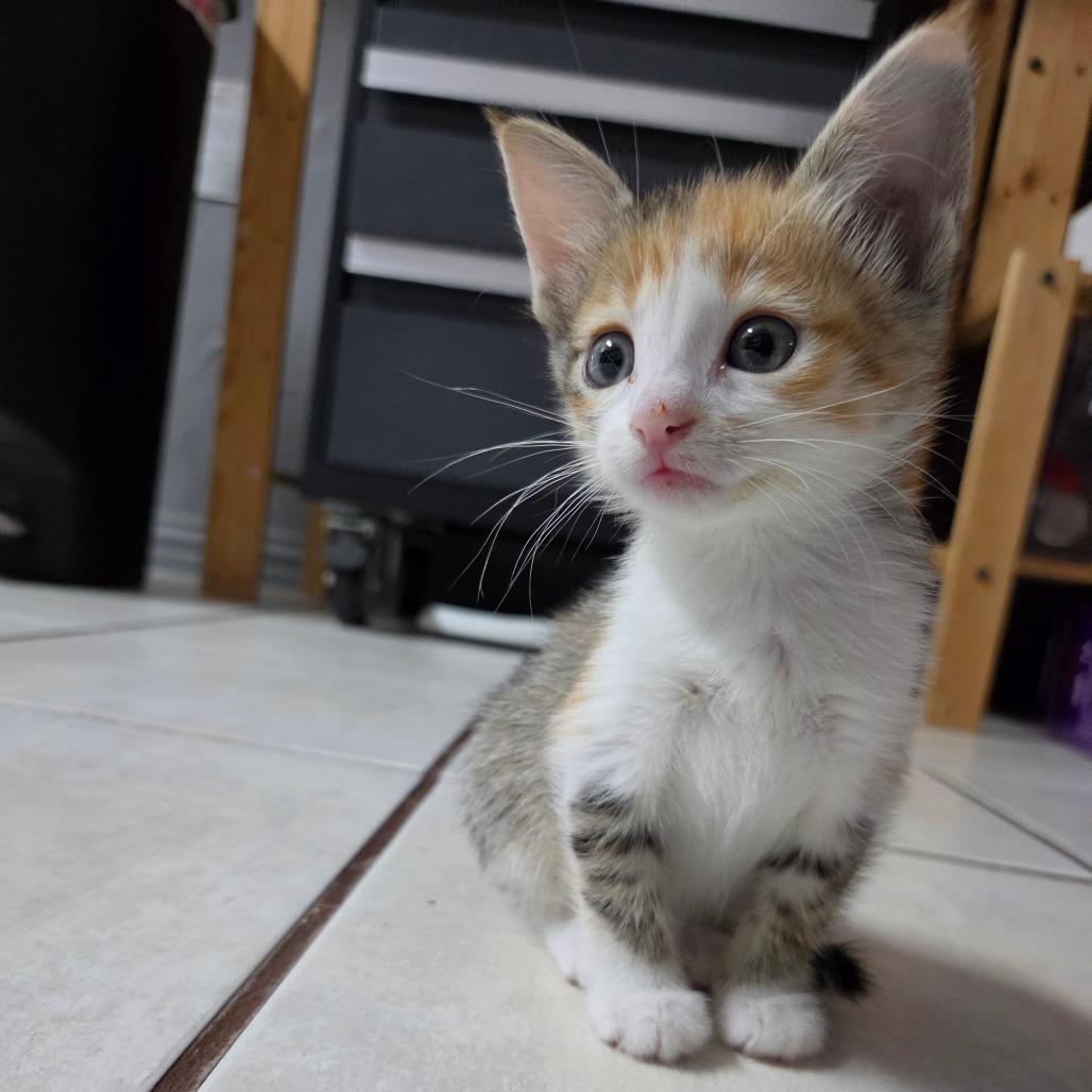 Dorothy, Adoptable, Kitten Female Domestic Short Hair.