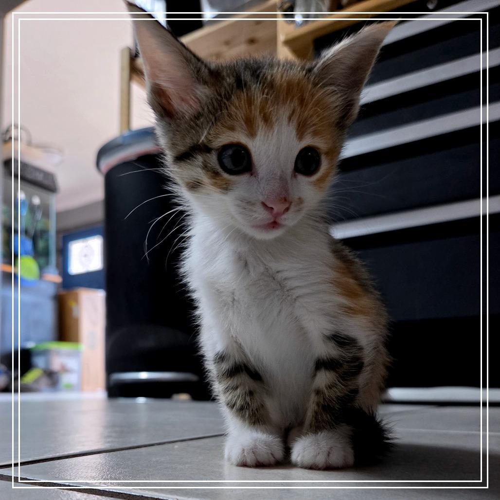 Enlarge Dorothy, a Adoptable Domestic Short Hair in Flower Mound, TX image 2/6