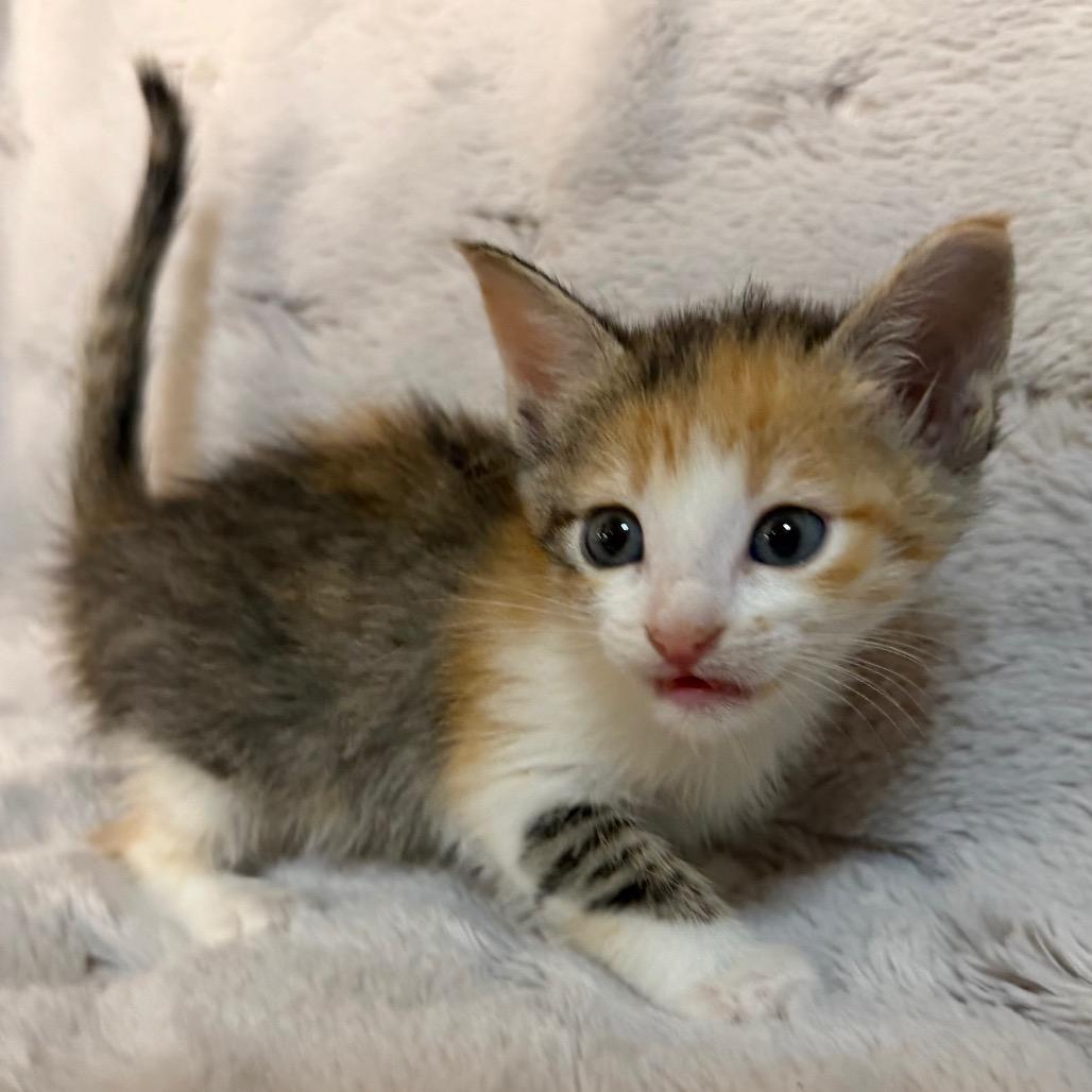 Enlarge Dorothy, a Adoptable Domestic Short Hair in Flower Mound, TX image 3/6