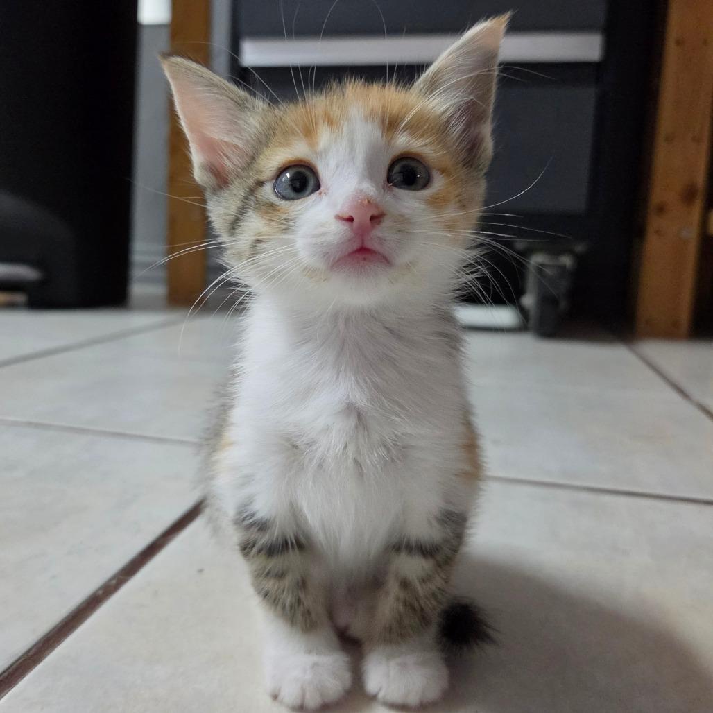 Enlarge Dorothy, a Adoptable Domestic Short Hair in Flower Mound, TX image 5/6