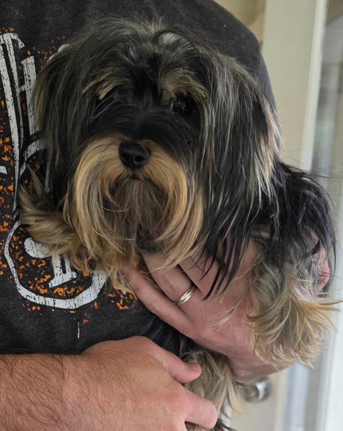 Enlarge Nancy, a Adoptable Yorkie Poo in Johnston, RI image 4/4