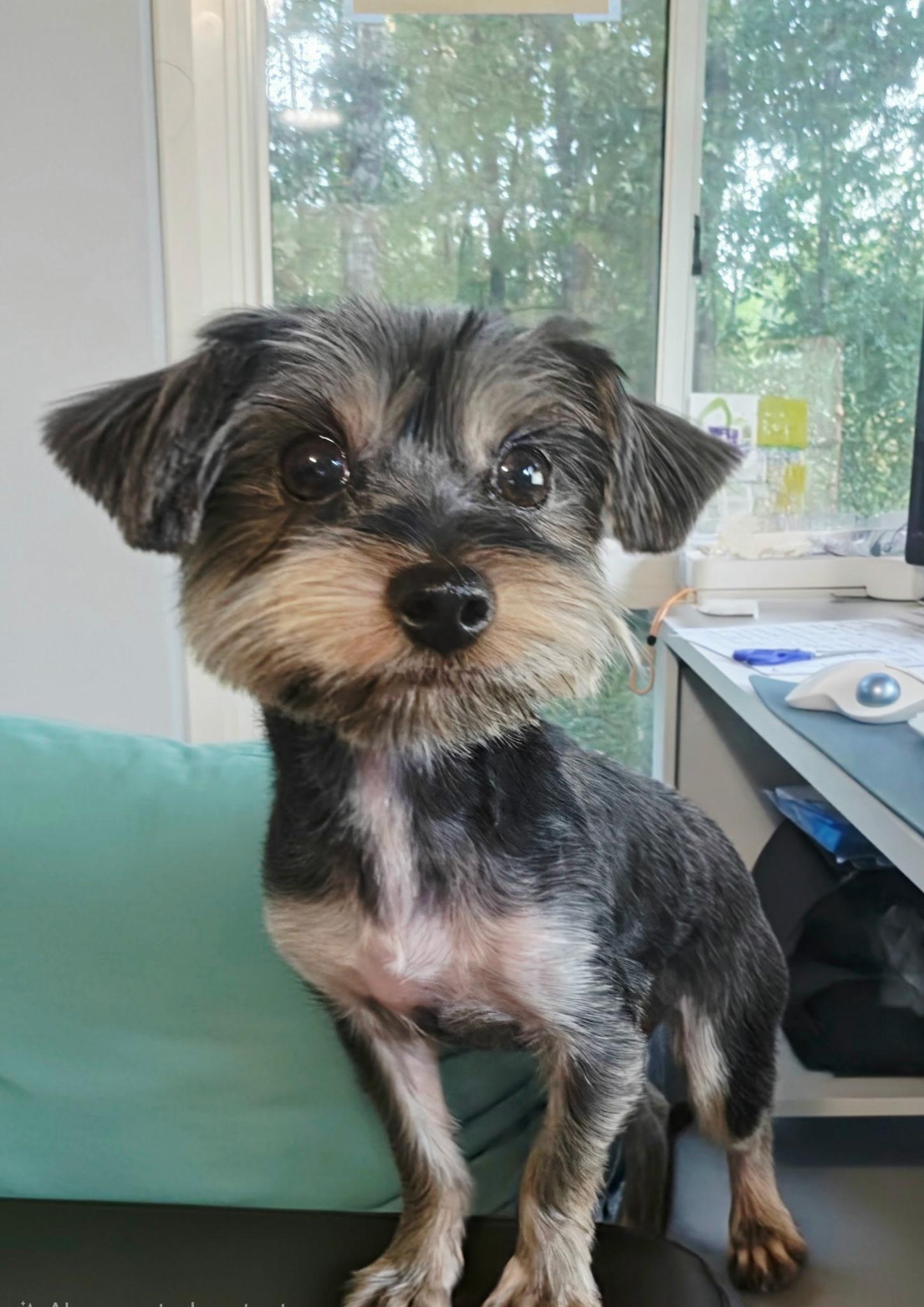 Nancy, Adoptable, Adult Female Yorkie Poo.