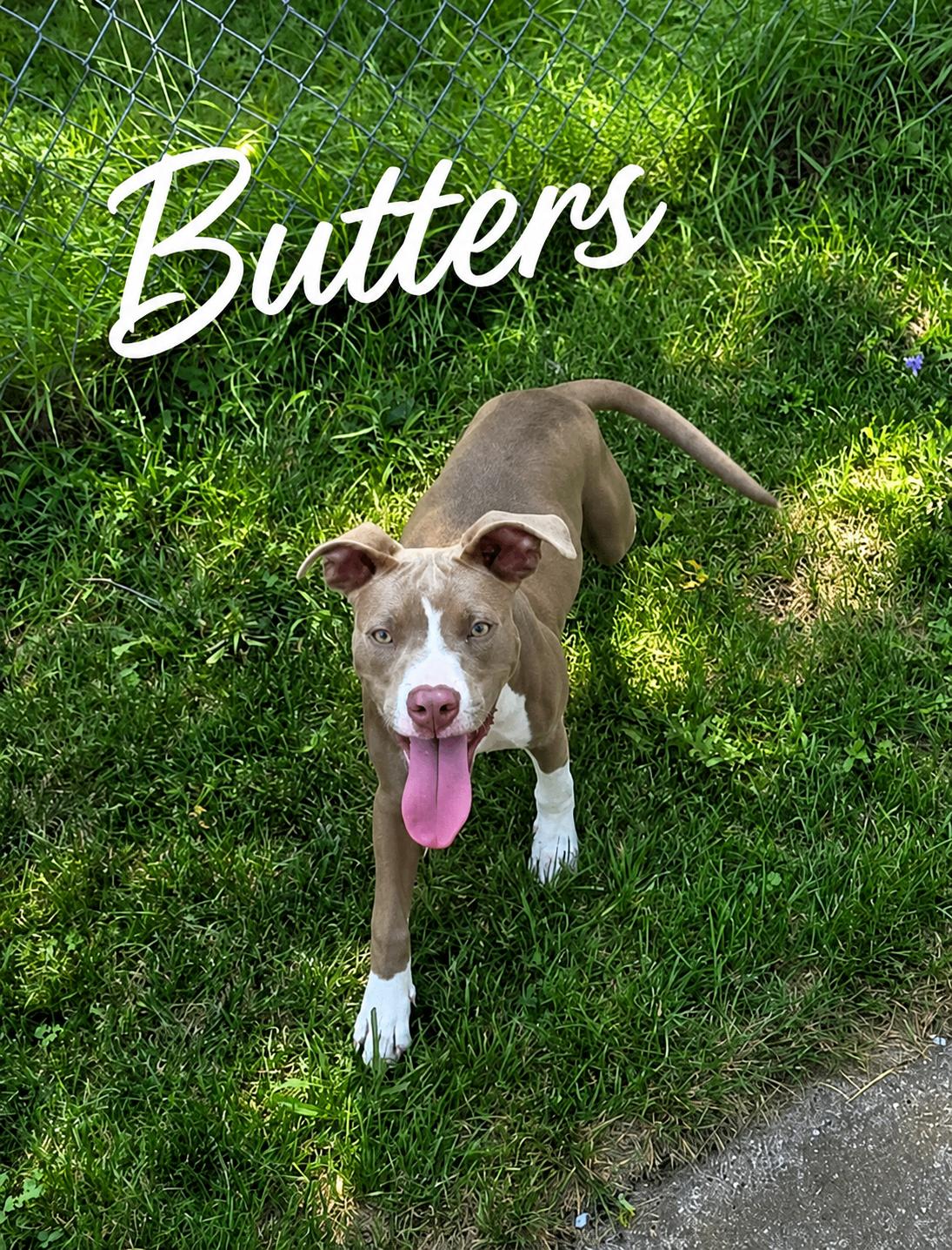 Butters, adopted, Young Female Pit Bull Terrier.