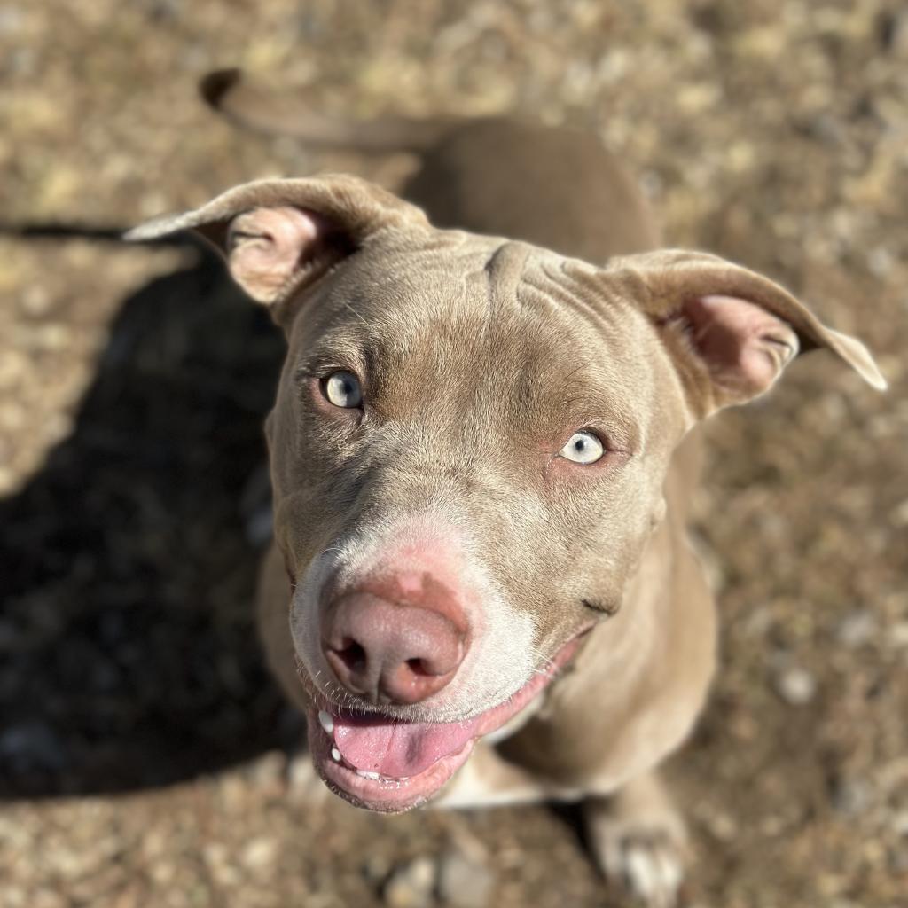 Enlarge Champ, a Adoptable Pit Bull Terrier in Fort Smith, AR image 1/2