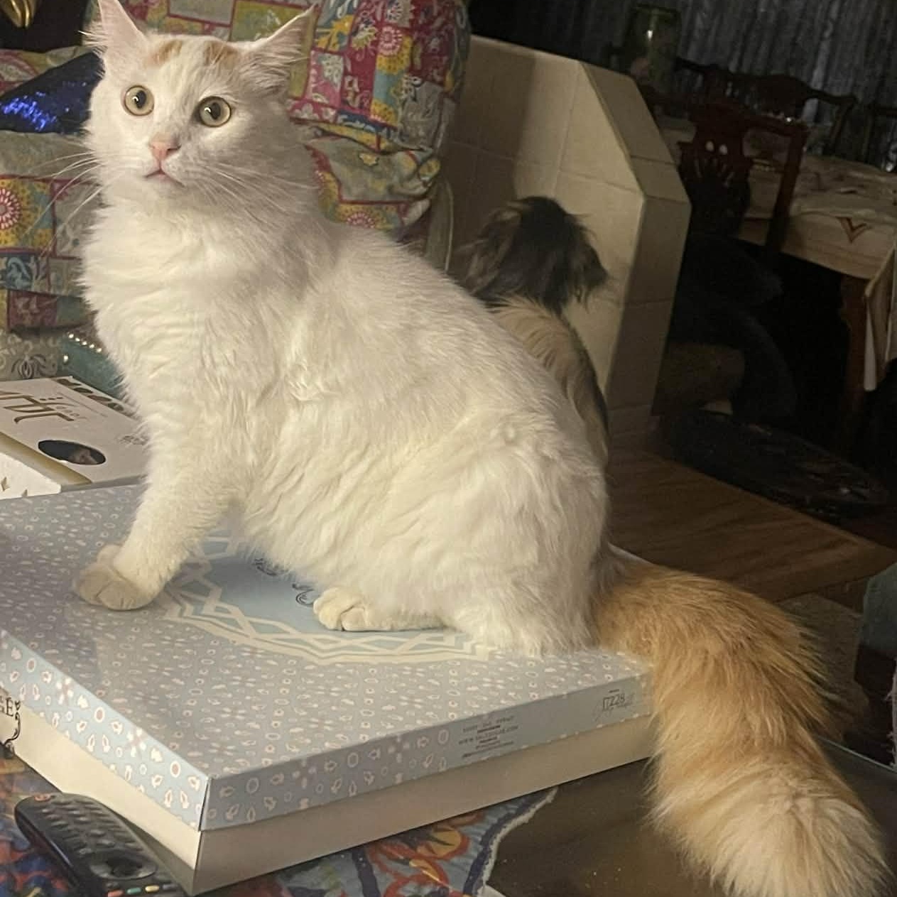 Prune , ADOPTABLE, Young Male Maine Coon & Turkish Angora.