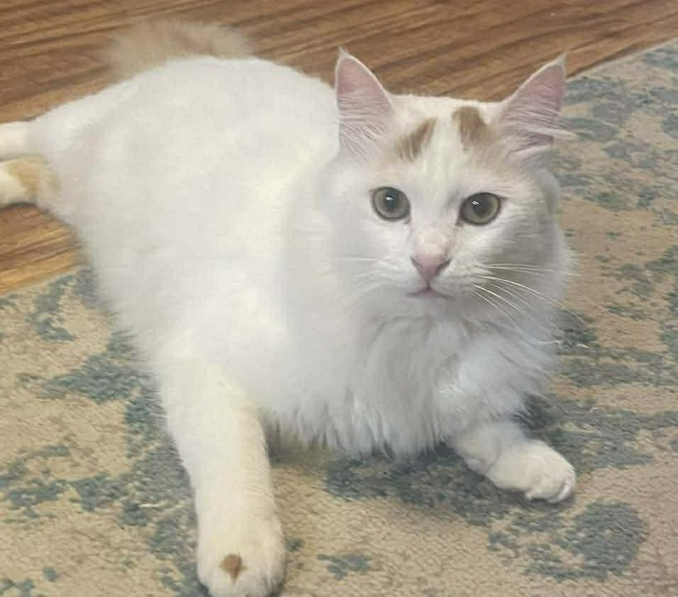 Prune , a ADOPTABLE mixed breed in Brampton, ON image 4/4