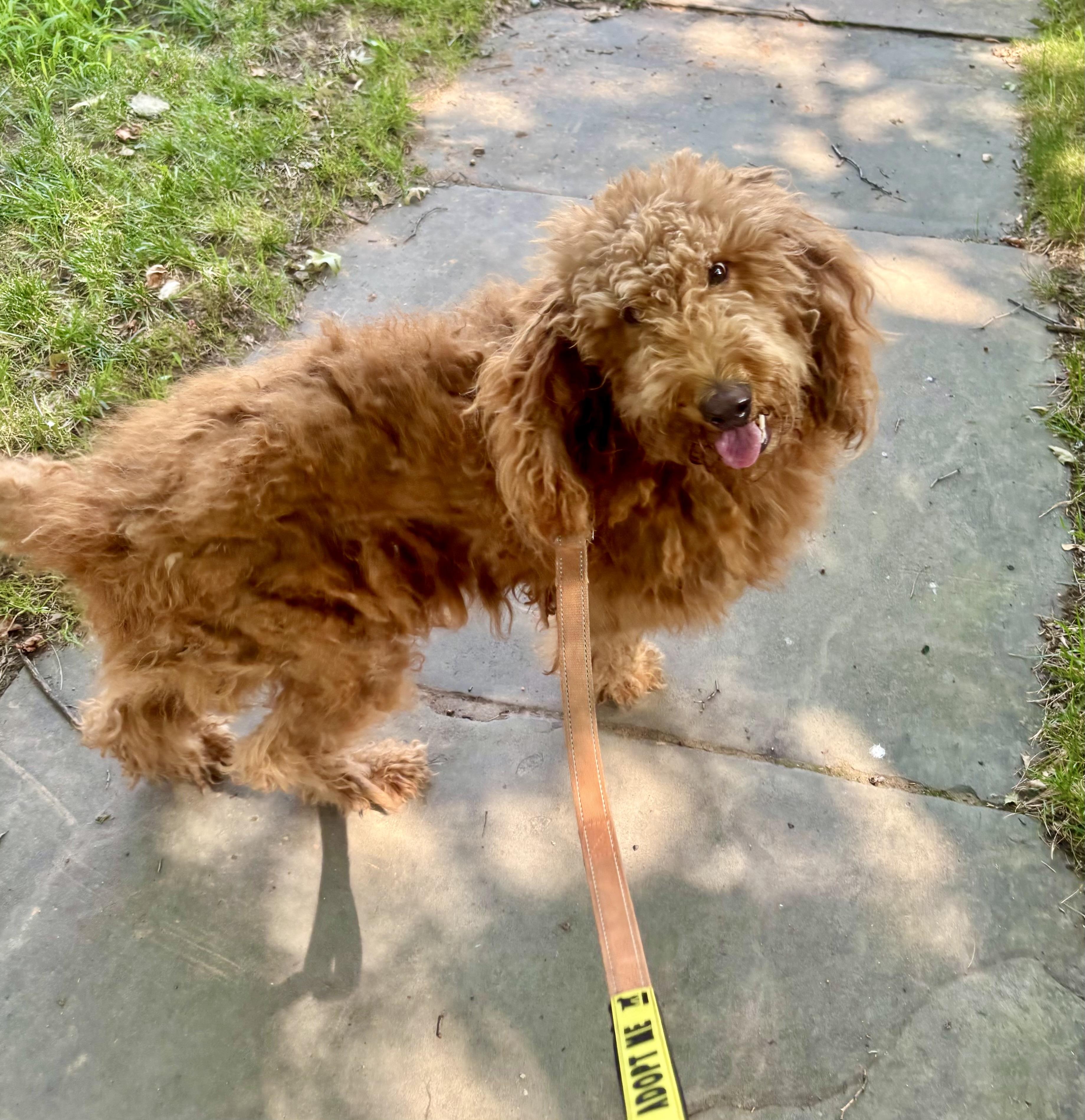 Stuella, ADOPTABLE, Adult Female Goldendoodle.