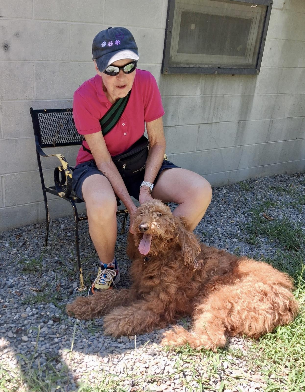 Stuella, a ADOPTABLE Goldendoodle in East Orange, NJ image 2/6