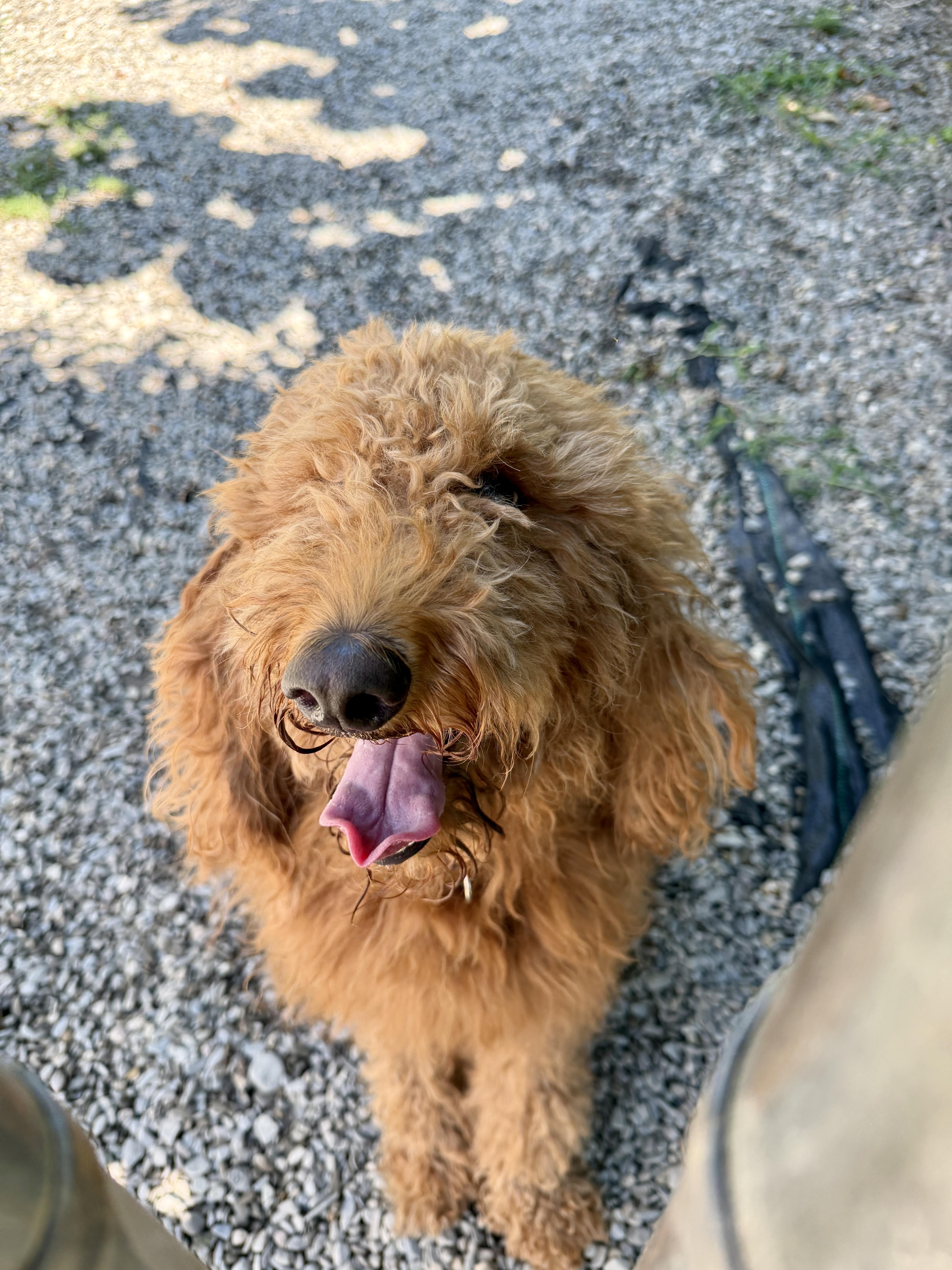 Stuella, a ADOPTABLE Goldendoodle in East Orange, NJ image 5/6