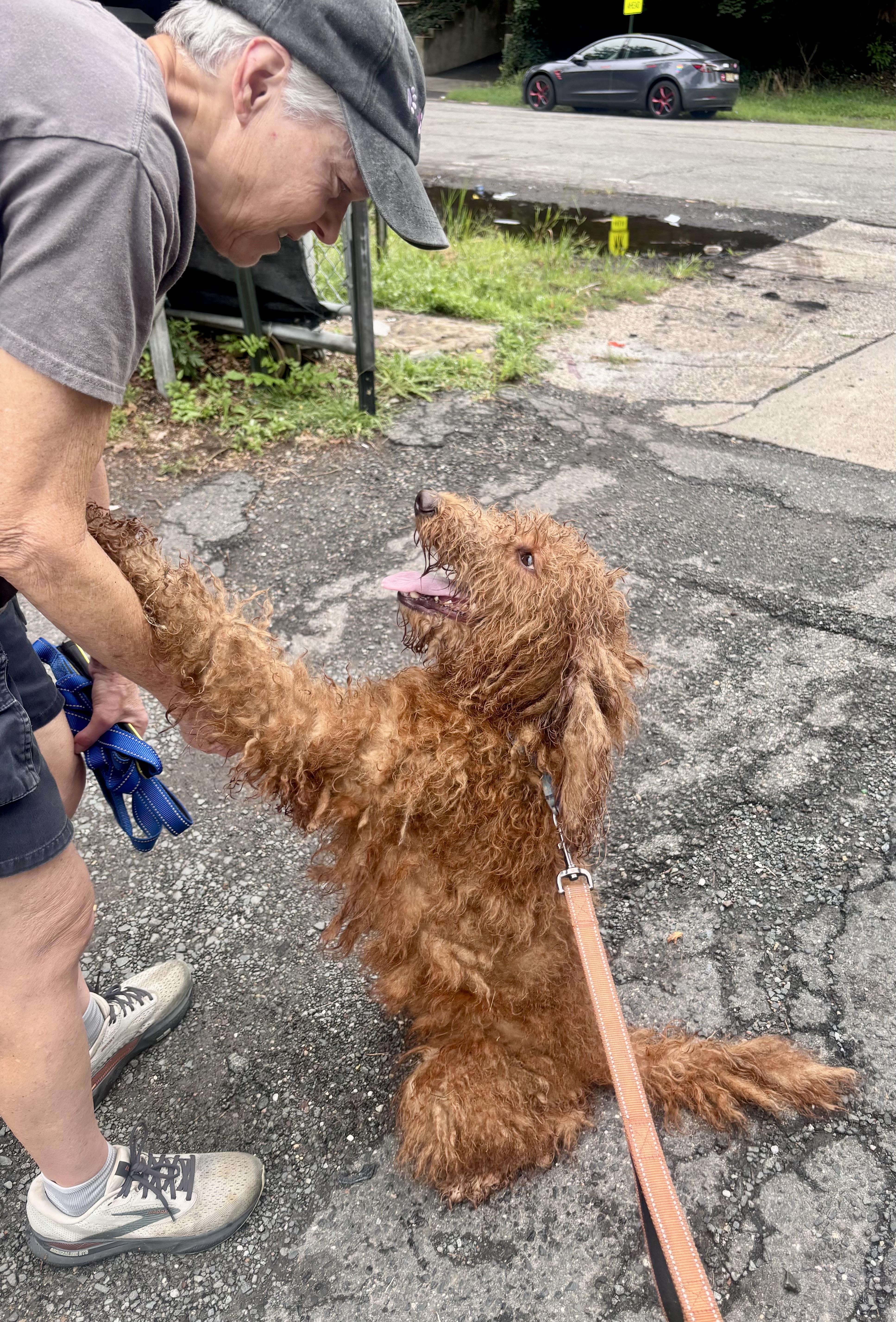 Stuella, a ADOPTABLE Goldendoodle in East Orange, NJ image 6/6