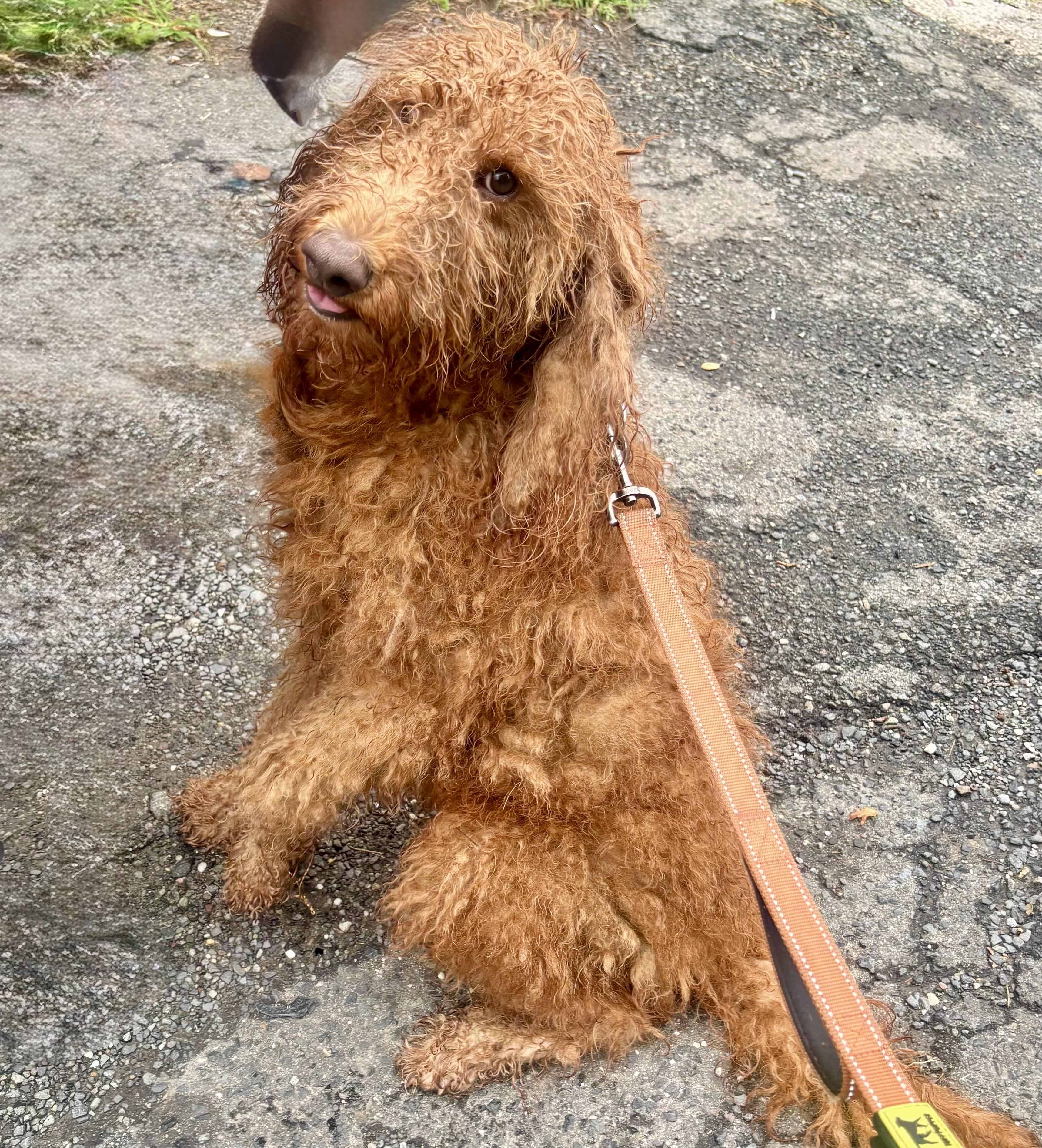 Stuella, a ADOPTABLE Goldendoodle in East Orange, NJ image 3/6