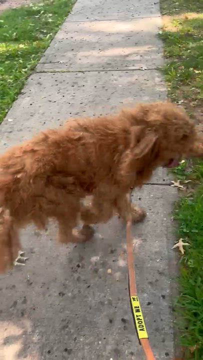 Enlarge Stuella, a ADOPTABLE Goldendoodle in East Orange, NJ video 4/6