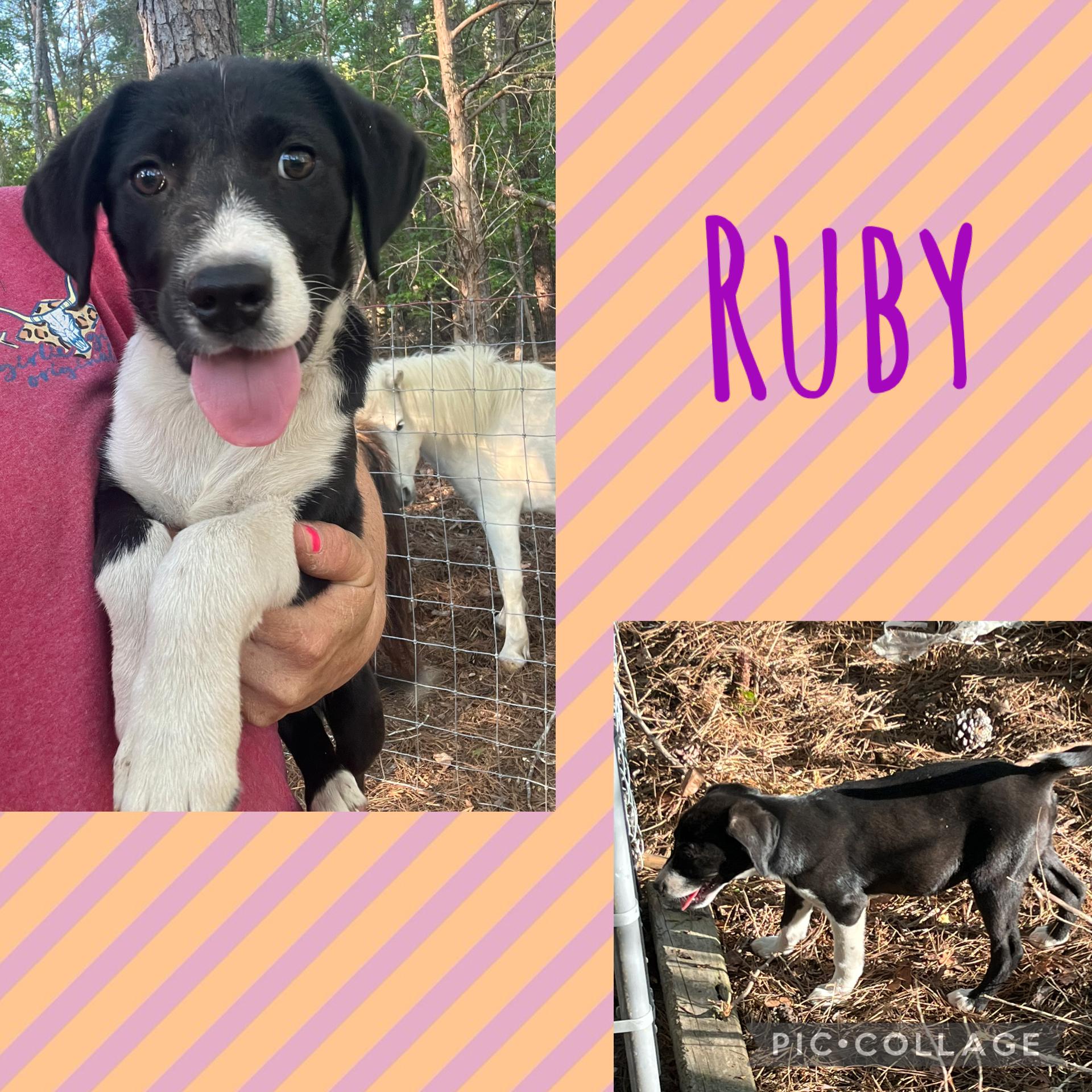 Enlarge Ruby, a Adoptable mixed breed in Rock Hill, SC image 2/3