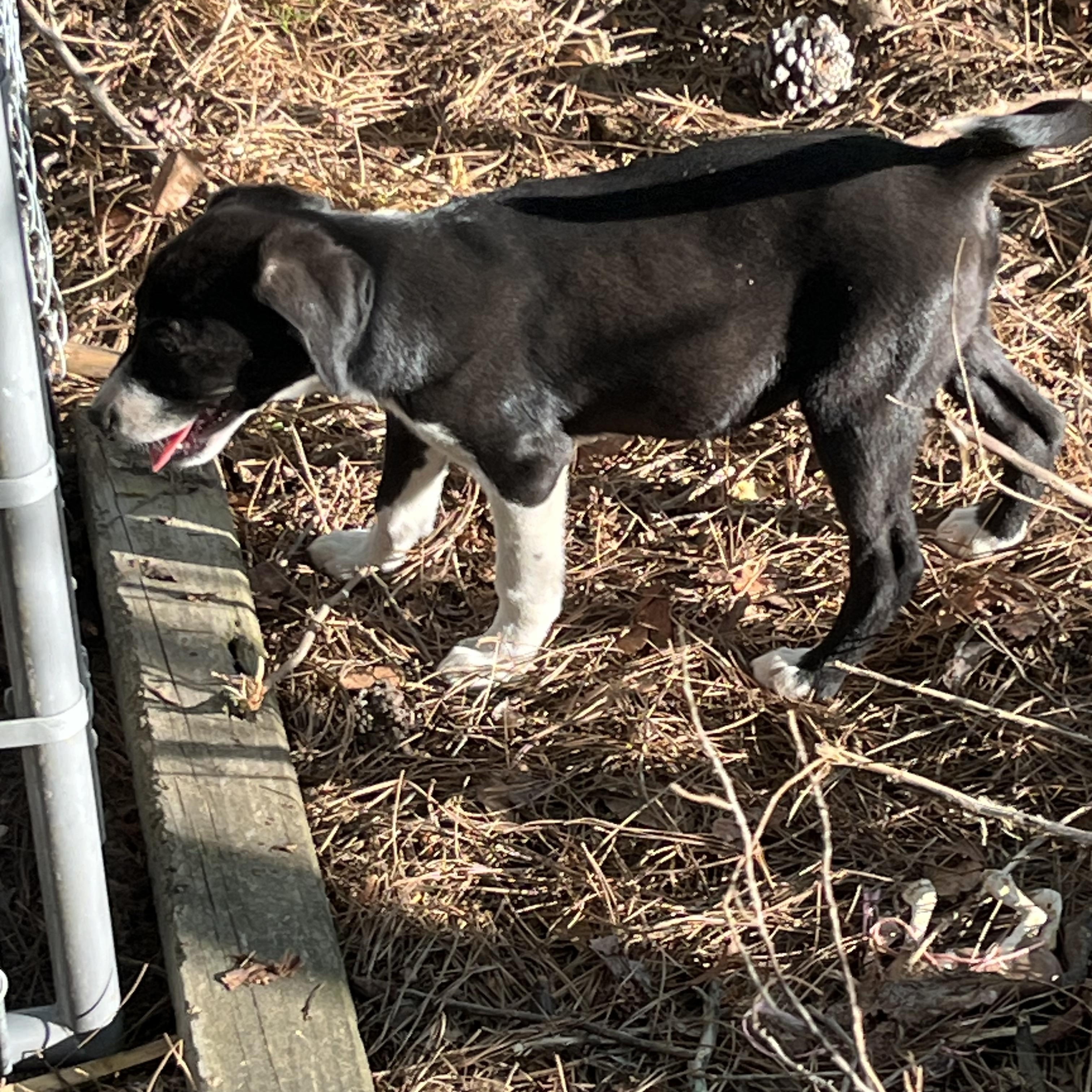Enlarge Ruby, a Adoptable mixed breed in Rock Hill, SC image 3/3