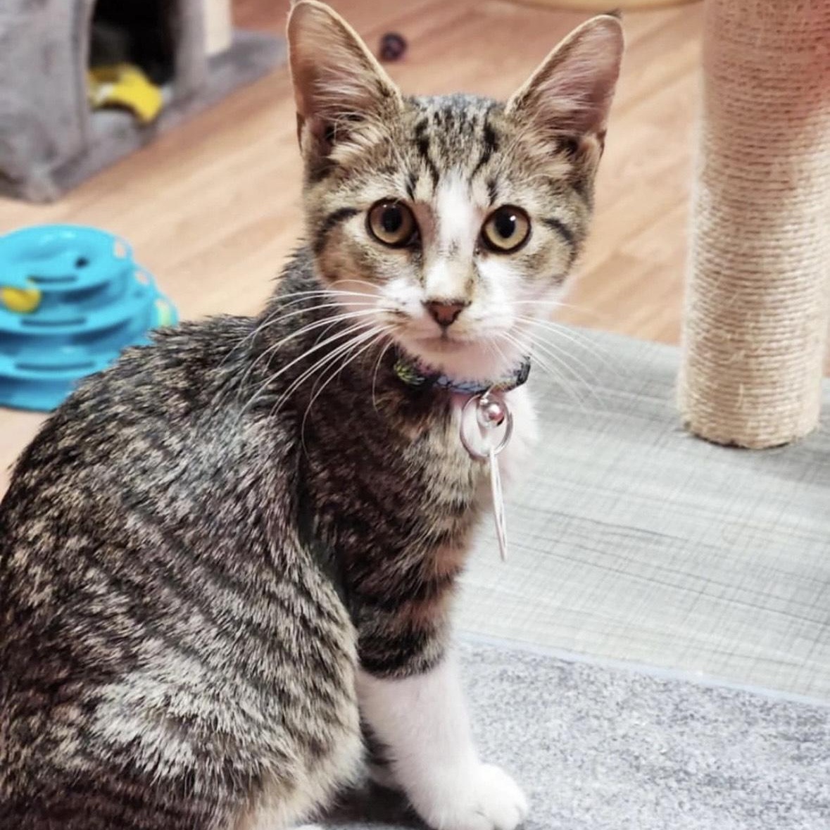 Mars - bonded pair, a Adoptable mixed breed in Norfolk, VA image 2/6